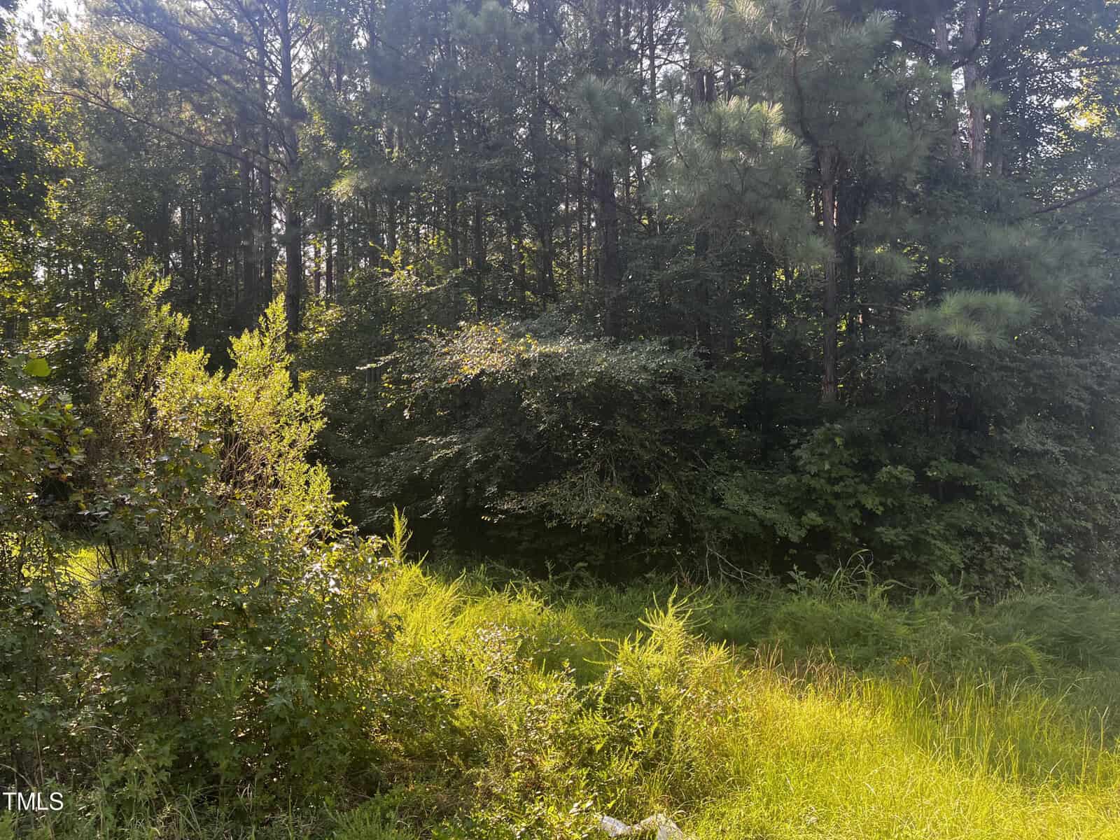 A sunlit forest edge with tall trees and lush greenery. Dense underbrush fills the foreground, with various types of vegetation creating a vibrant, natural scene. Sunbeams filter through the trees, casting light on the foliage.