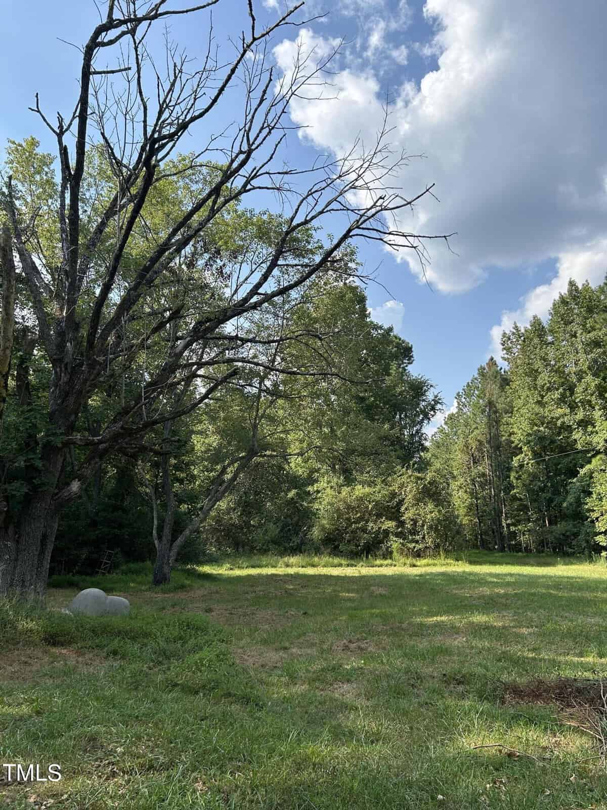 A grassy clearing under a partly cloudy sky is bordered by tall, lush green trees. A large tree with bare branches stands prominently to the left. Sunlight filters through the foliage.