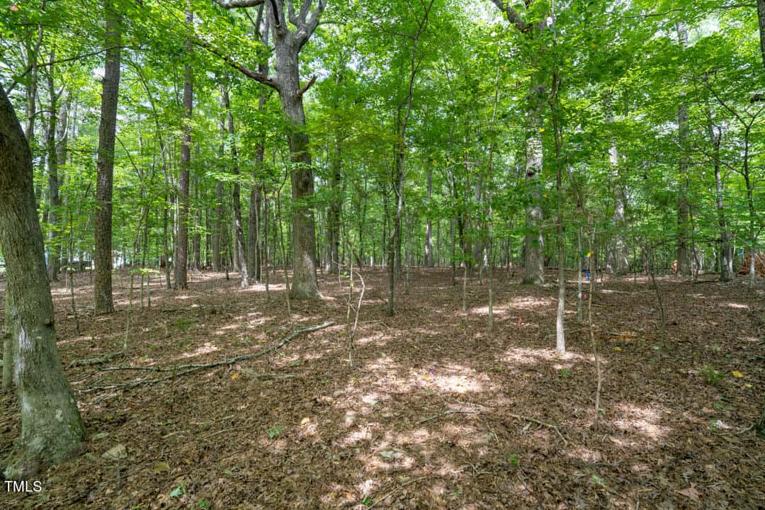 A forest scene with numerous trees and a ground covered in brown leaves. Sunlight filters through the green canopy, creating patches of light on the forest floor. The image captures a tranquil and natural woodland setting.