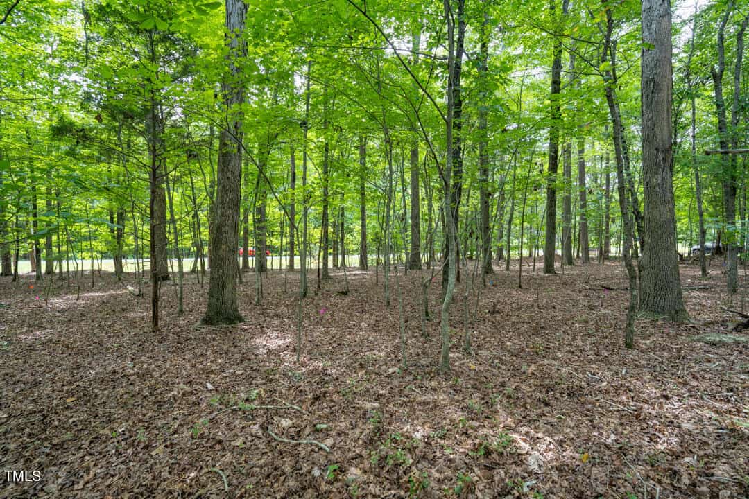 A lush forest scene with abundant green foliage and tall trees. The forest floor is covered with dry leaves. Sunlight filters through the canopy, illuminating the undergrowth.