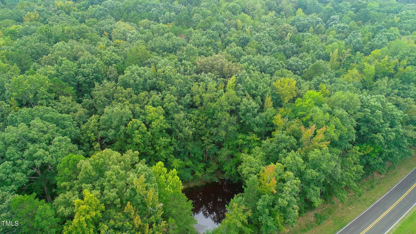 Aerial view of a dense forest with lush green trees. A small pond is visible in the foreground. A road runs alongside the forest on the right side of the image.