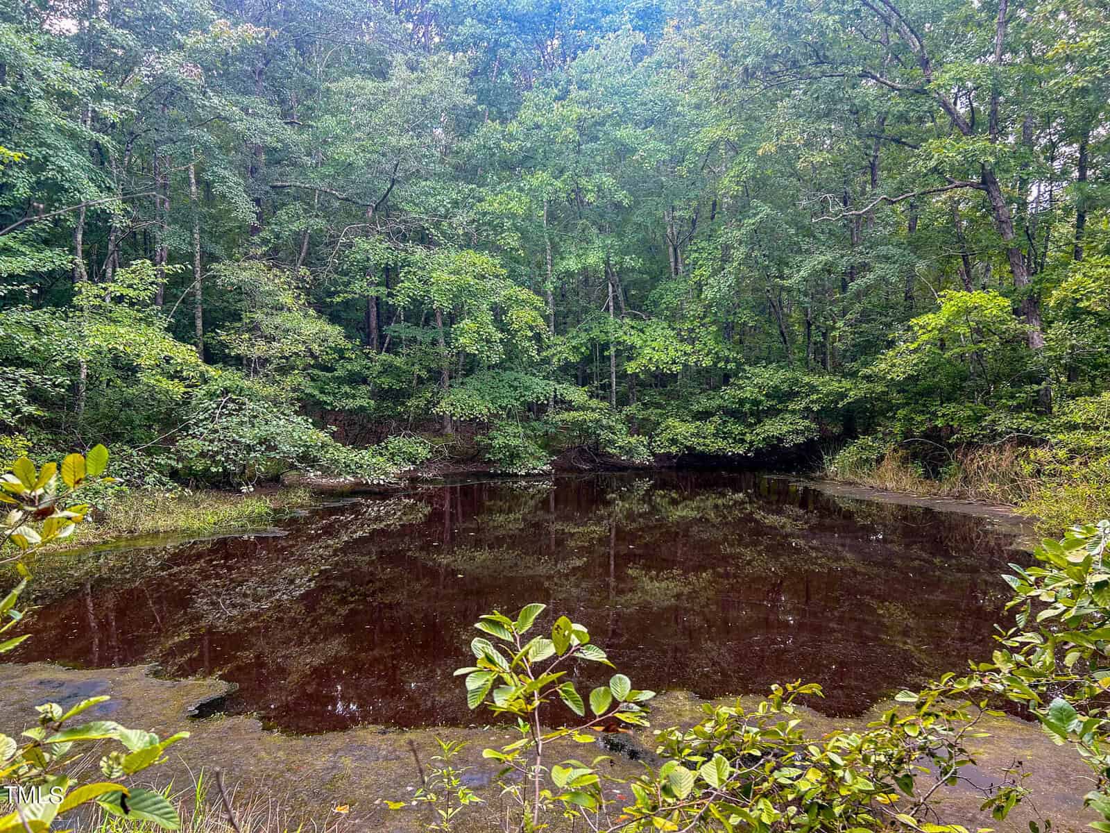 A small pond surrounded by dense green trees and vegetation is seen. The water reflects the surrounding foliage, and the area appears uninhabited and natural. The sky is slightly visible through the treetops.
