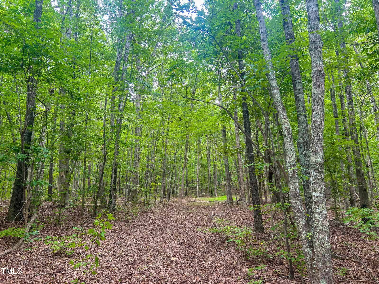 A forest scene with a path covered in dry leaves winding through tall trees with green foliage. Sunlight filters through the canopy, illuminating the path and creating a serene atmosphere.