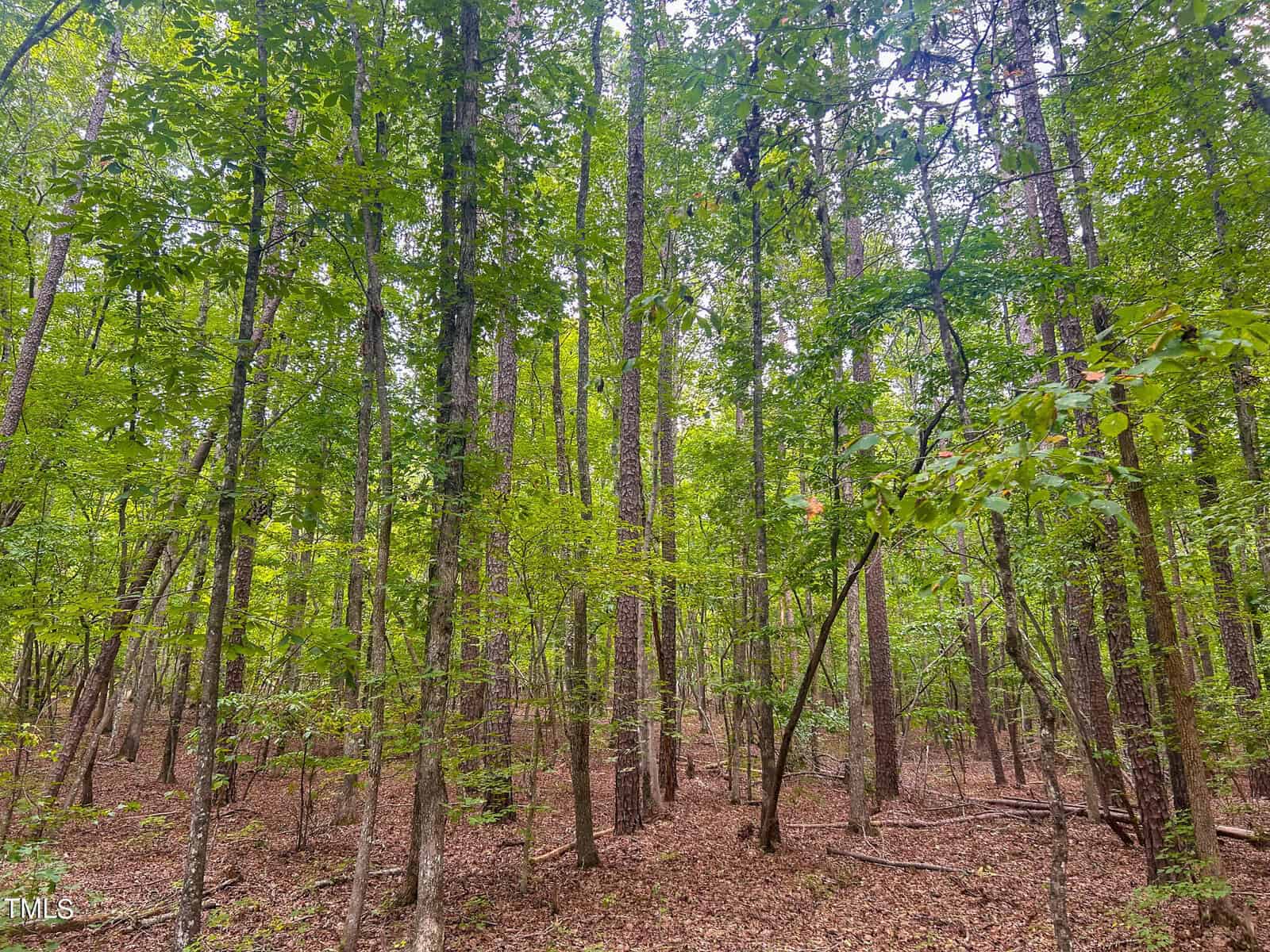 A dense forest with tall trees and green foliage. The ground is covered with dry leaves and twigs. Sunlight filters through the canopy, creating patches of light on the forest floor. The scene is tranquil and natural.