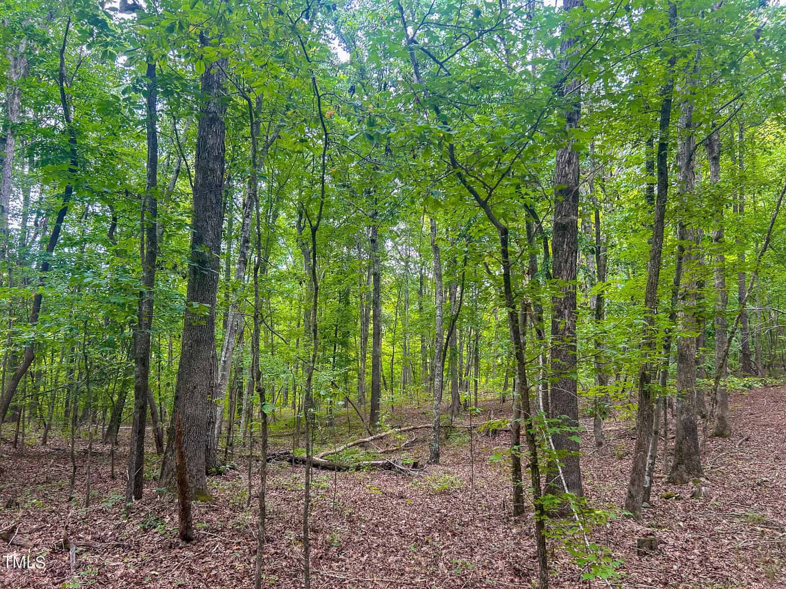 A dense forest scene with various trees featuring green leaves. The forest floor is covered in brown leaves and undergrowth. Sunlight filters through the canopy, creating patches of light on the ground.