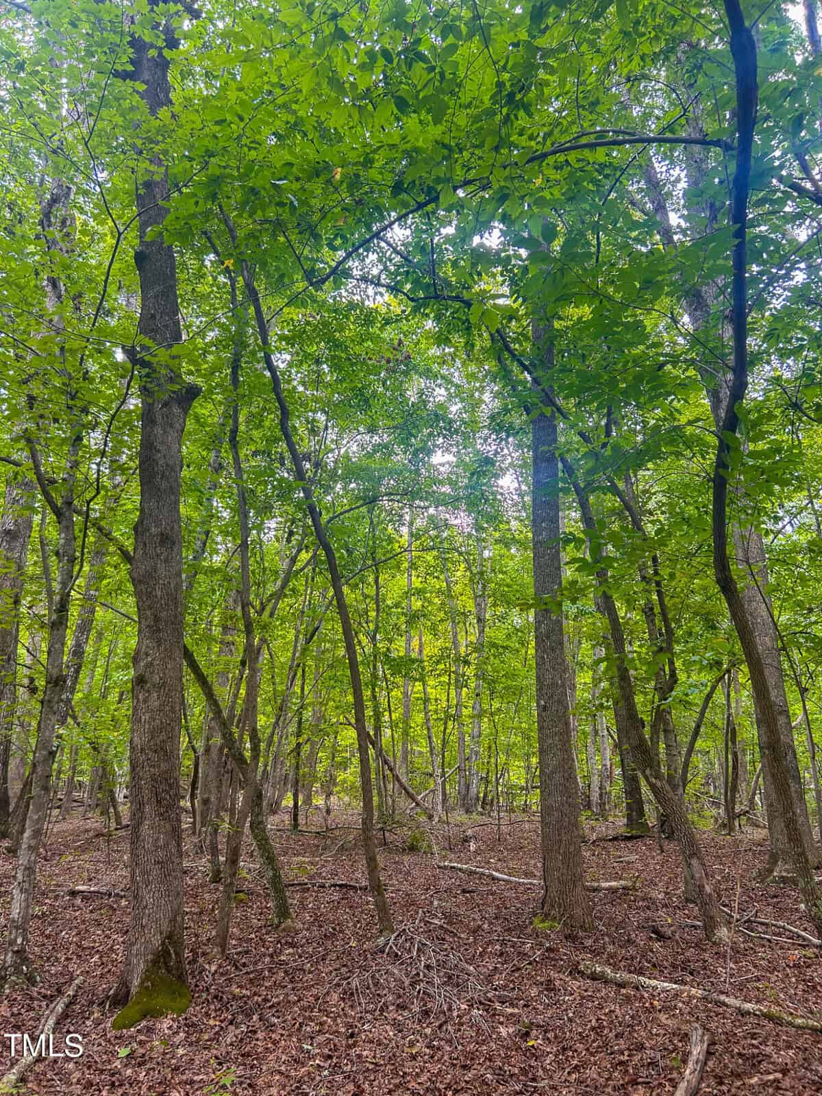Dense forest scene with tall trees and a canopy of green leaves. Sunlight filters through the leaves, illuminating the forest floor covered with fallen leaves and branches. The setting is serene and natural.