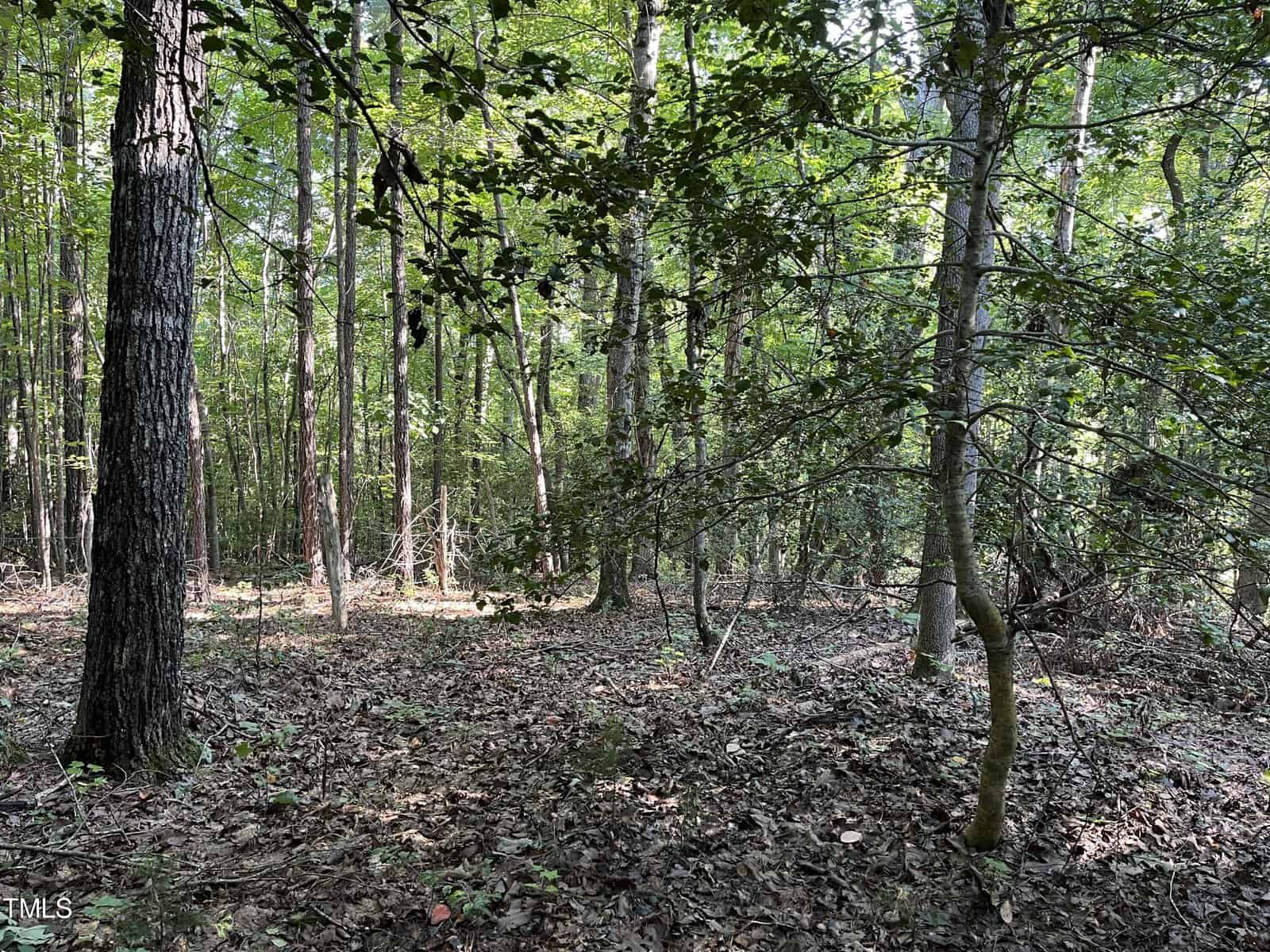 A dense forest scene with tall trees and thick green foliage. Sunlight filters through the leaves, and the ground is covered with dry leaves and twigs. The atmosphere is serene and natural.