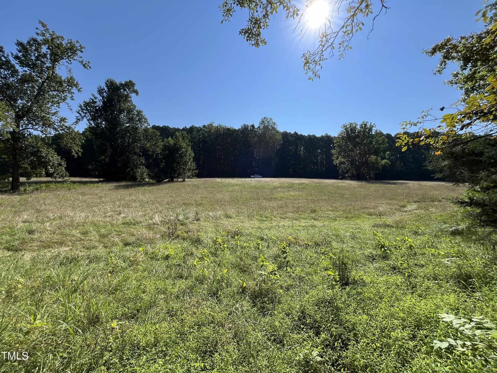 A sunny, open grassy field bordered by tall trees under a clear blue sky. A single car is visible in the distance near the treeline. A few branches and leaves frame the image from the top.