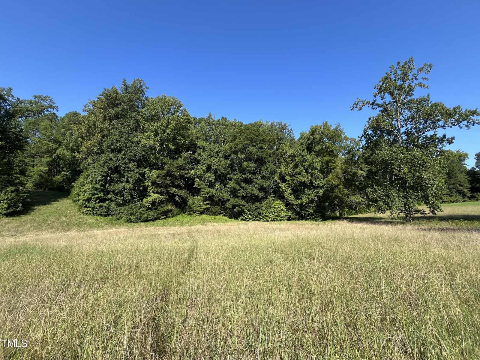 A lush, green landscape with a field of tall grass in the foreground and a dense line of trees under a clear blue sky in the background.