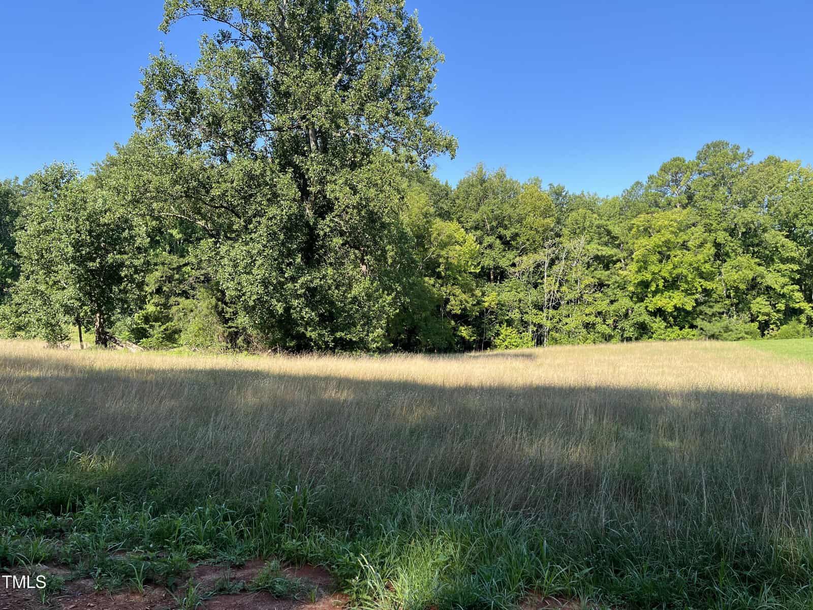 A sunny field with tall grass and a few large trees in the background under a clear blue sky. Shadows from the trees stretch across the grass, creating a contrast with the sunlit areas.