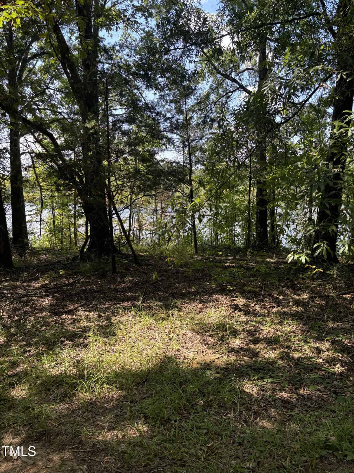 A grassy forest area with scattered sunlight filtering through the tree canopy. The trees are dense, and the ground is covered with grass and leaves. In the background, light suggests the presence of a lake or river through the trees.