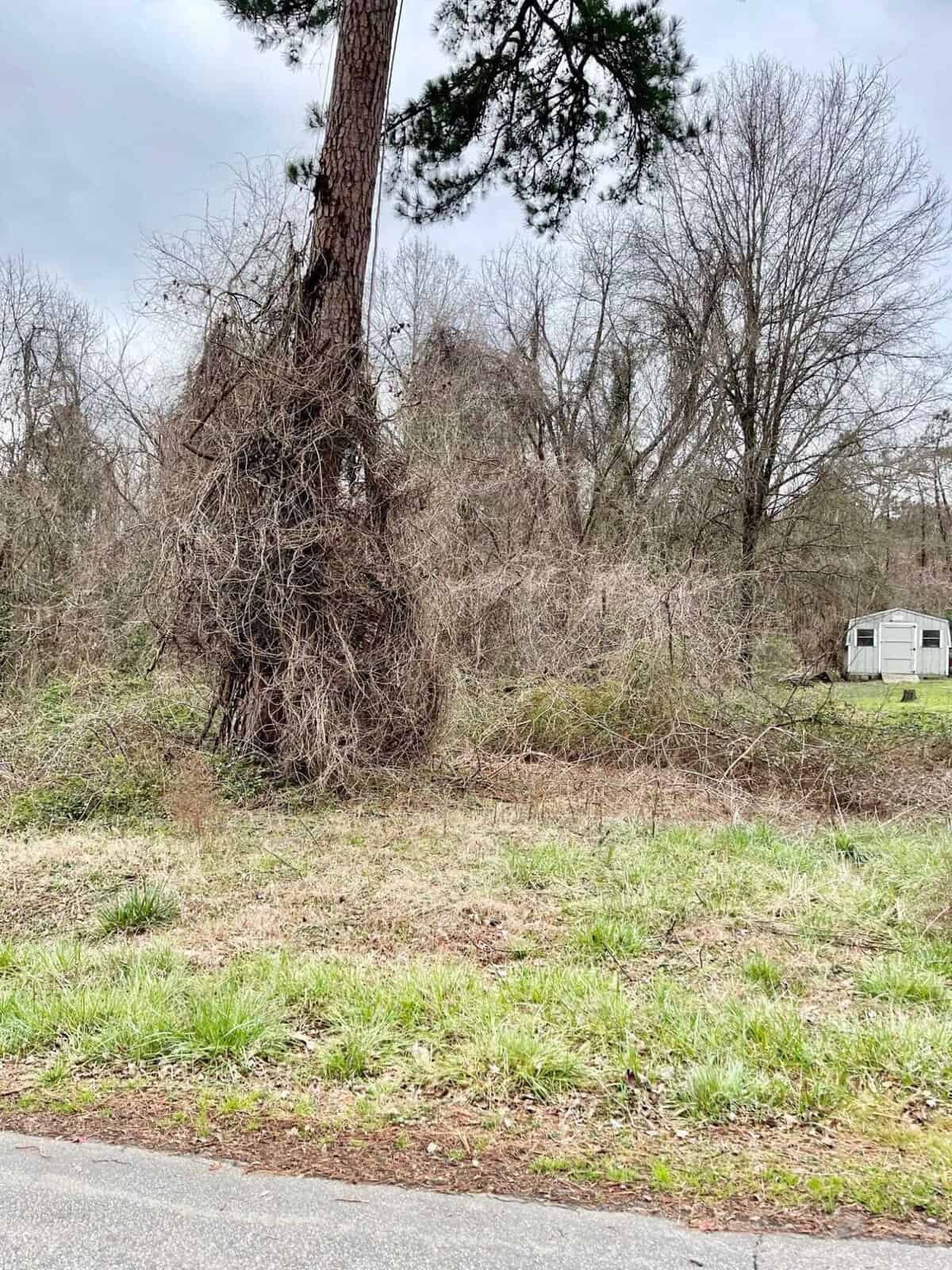 A small shed stands in a neglected lot with overgrown grass and leafless trees. The sky is overcast, giving the scene a dreary appearance. A single tree in the foreground is covered in dense vines.