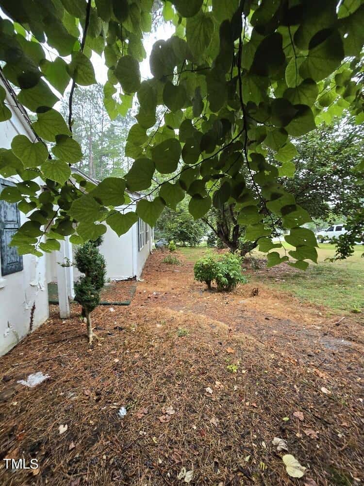A narrow side yard with a white building on the left, partially obscured by large green leaves hanging from above. The ground is covered with pine straw and there are small shrubs and a tree near the center. The scene appears to be outdoors in a natural setting.