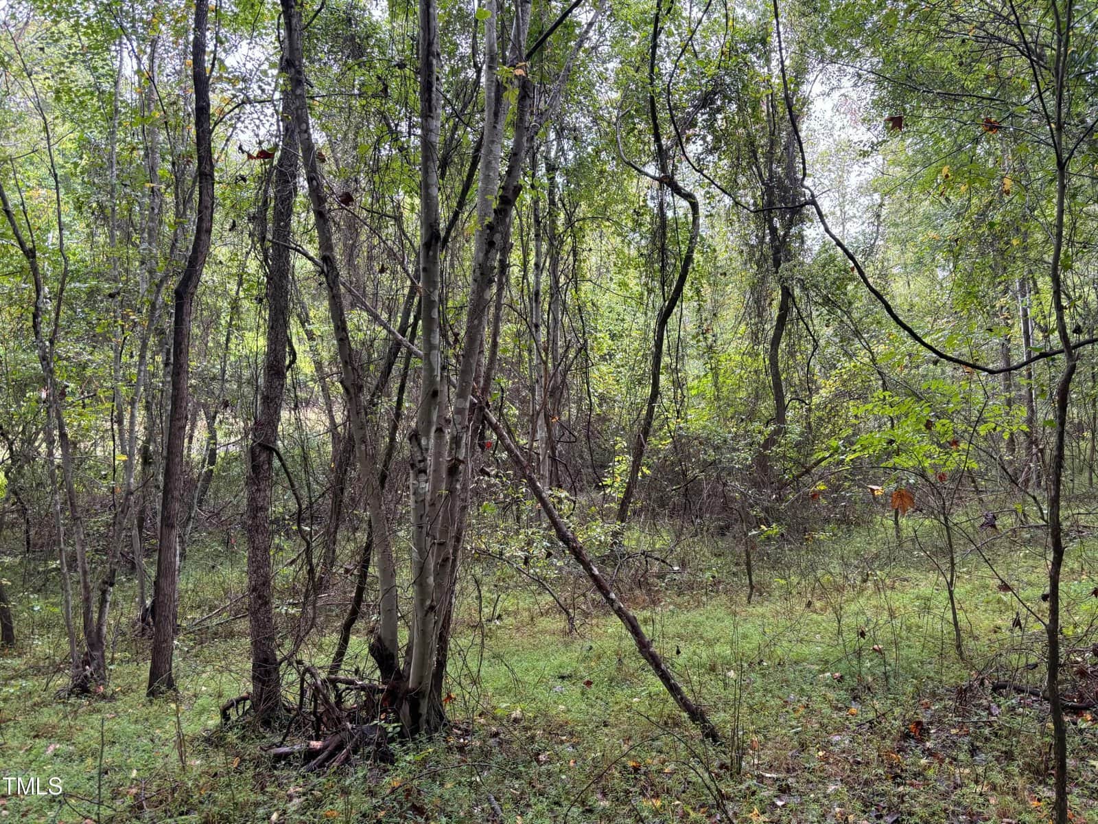 A dense forest scene with thin trees and a green, leafy canopy. The ground is covered in lush grass and scattered leaves. Sunlight filters through the foliage, creating a serene and natural atmosphere.