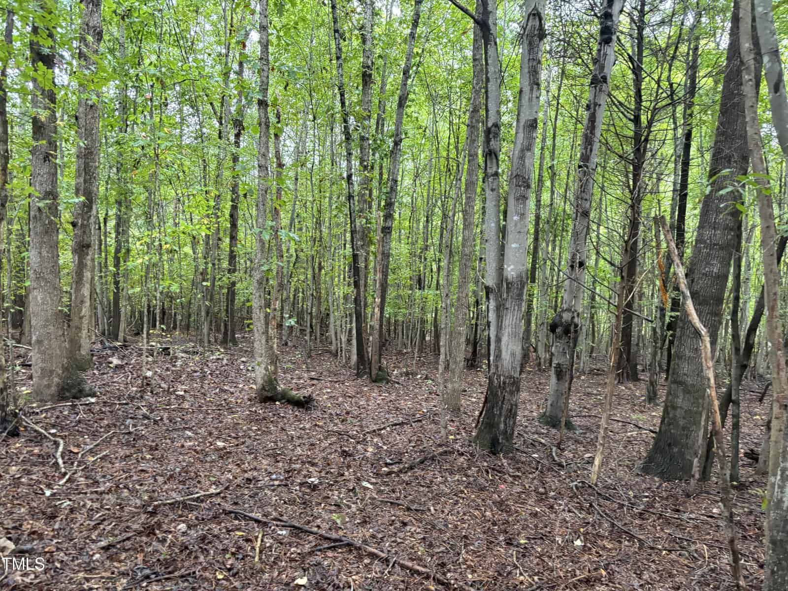 A tranquil forest scene with tall, slender trees featuring light gray bark, standing closely together. The forest floor is covered in brown leaves and the canopy above allows dappled sunlight to filter through the vibrant green leaves.