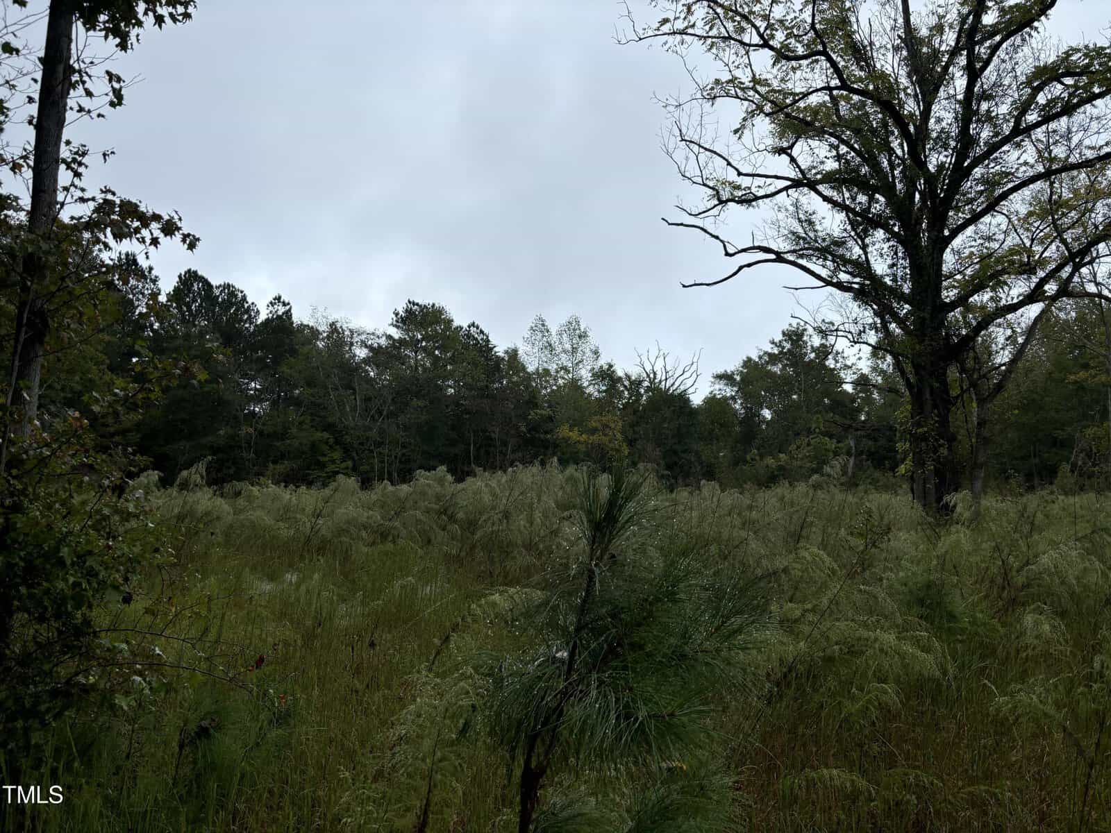 A dense, green forest under an overcast sky. Tall trees with mixed foliage surround a grassy field in the foreground. The scene appears peaceful and natural, with no visible wildlife or structures.