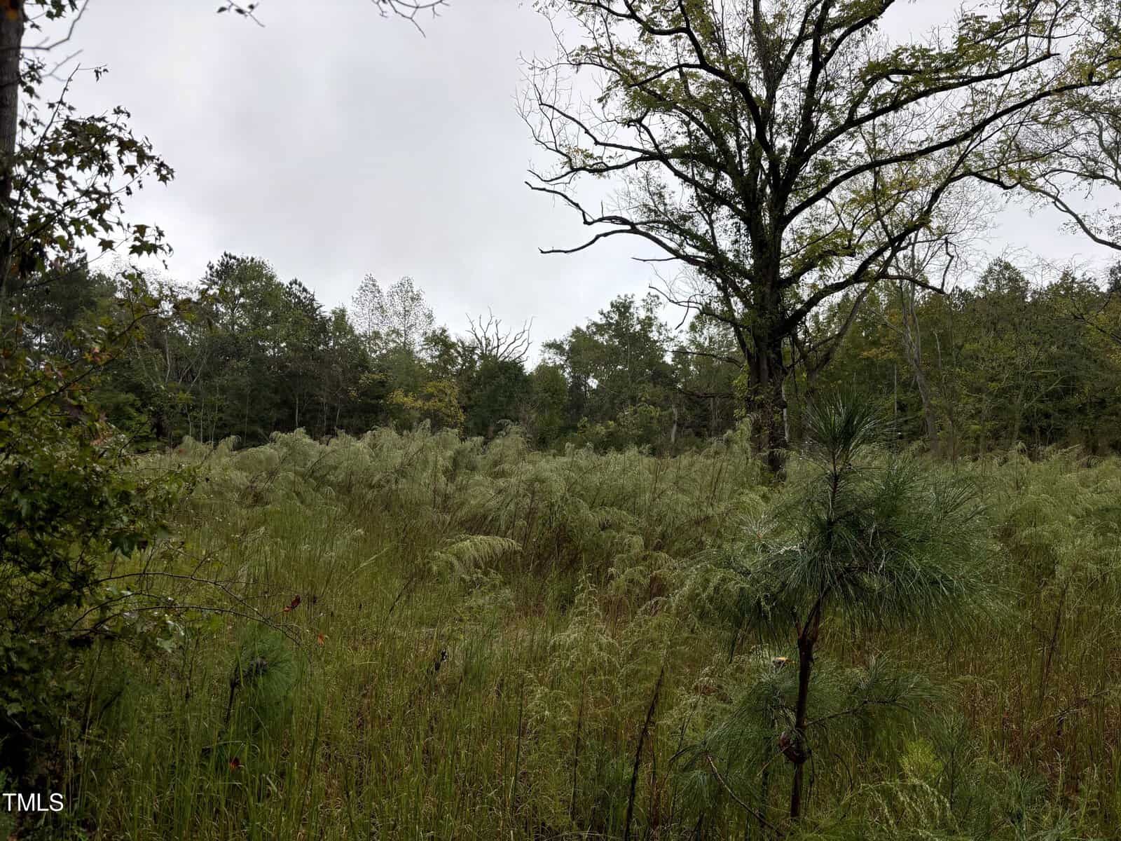 Dense tall grass and ferns cover a forested landscape under a cloudy sky. Sparse trees, some with bare branches, are scattered in the background. The scene has a muted, overcast appearance.