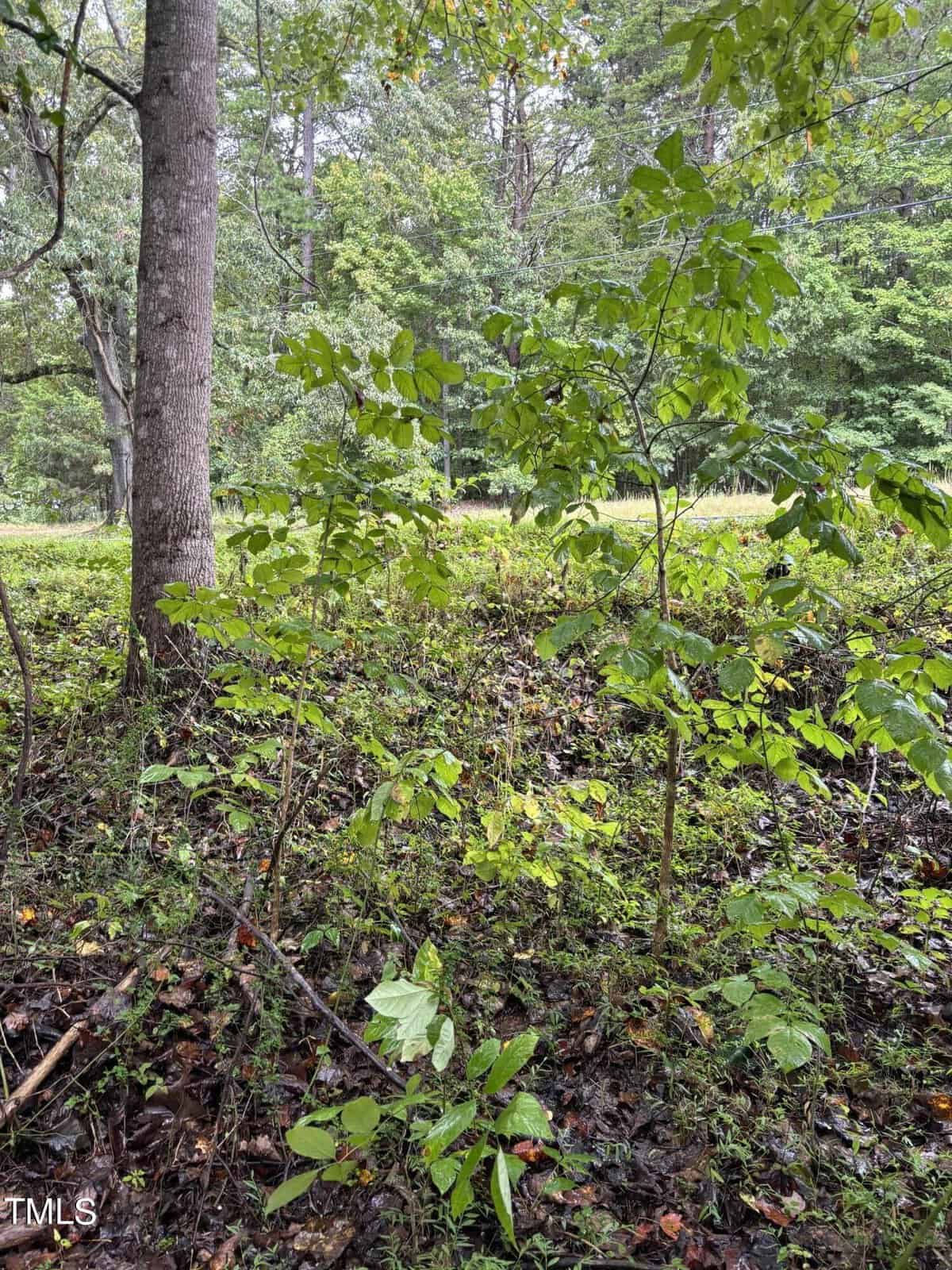 A lush, green forest scene with tall trees and dense undergrowth. Sunlight filters through the leaves, illuminating the vibrant foliage and creating a serene, natural atmosphere. The ground is covered with leaves and small plants.