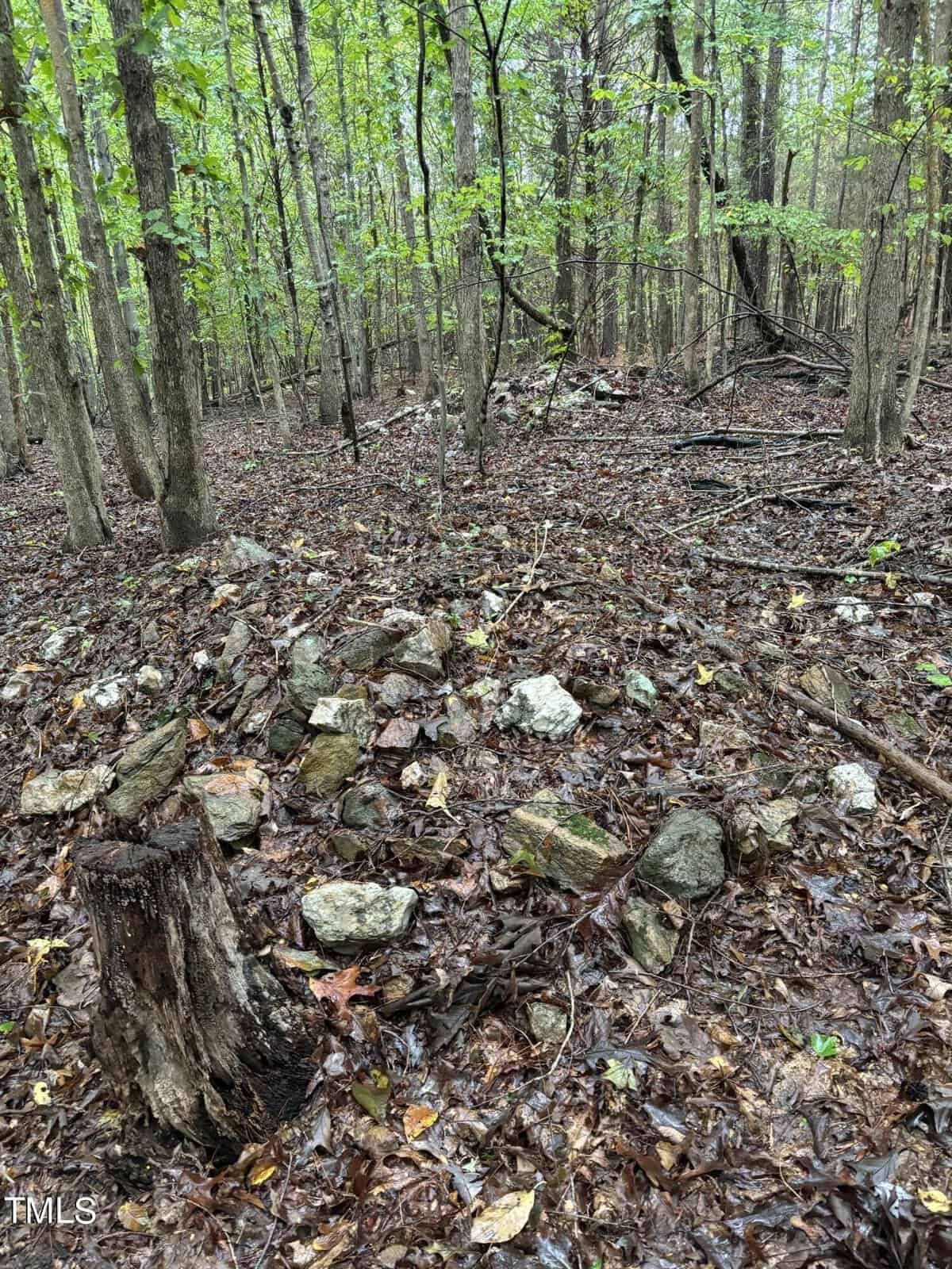 A forest scene with a damp, leaf-covered ground. A few scattered rocks and a tree stump are in the foreground, surrounded by tall trees with green leaves. The atmosphere is wet and overcast.