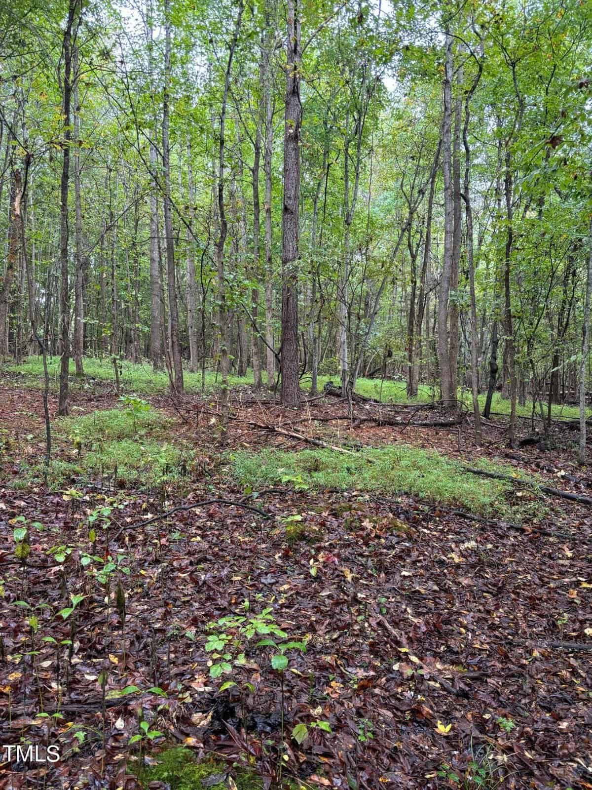 A dense forest scene with tall trees and a carpet of fallen leaves and greenery. The ground is damp, and the light filters through the tree canopy, creating a serene and natural atmosphere.