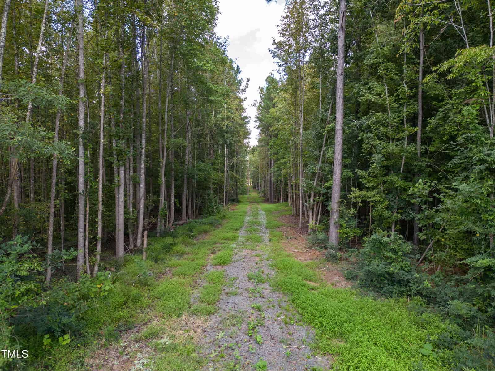 A narrow path leads through a lush forest with tall, slender trees lining both sides. The path is covered with grass and small stones, creating a serene and inviting natural scene under a partly cloudy sky.