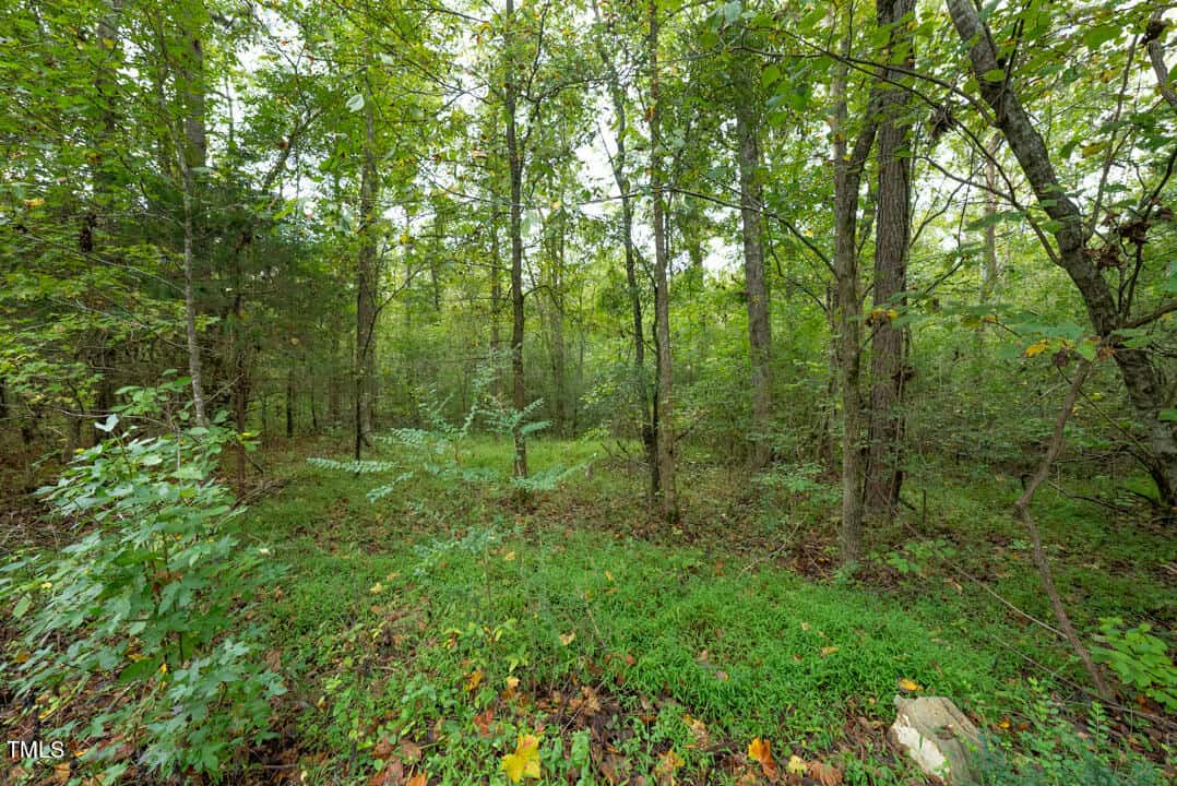 A dense forest near Rockwell Road in Oxford, with tall trees and lush green undergrowth. Sunlight filters through the leaves, creating a tranquil and natural atmosphere. The ground is covered with grass and small shrubs, adding to the vibrant greenery.