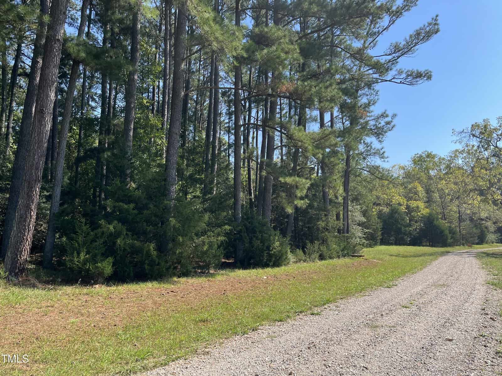 A gravel path curves gently along the edge of a forest with tall pine trees. Sunlight filters through the branches, casting dappled shadows on the grass. The sky is clear and blue, enhancing the serene, natural setting.