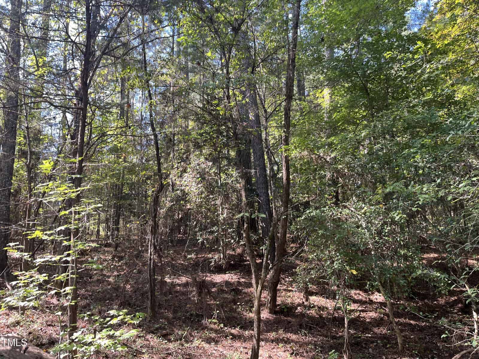 A dense forest scene with tall trees and lush green foliage. Sunlight filters through the leaves, casting dappled shadows on the forest floor covered with dry leaves and undergrowth.