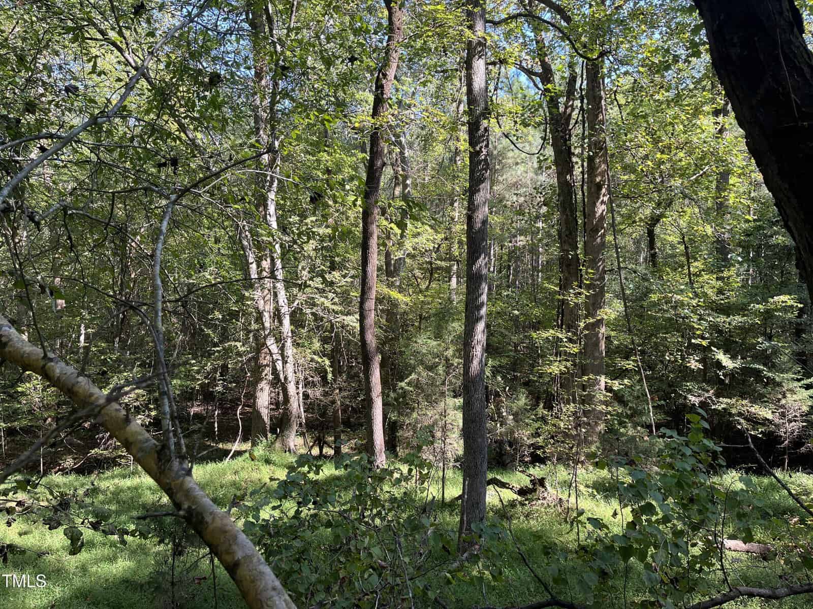 A serene forest scene with tall trees and lush green foliage under a clear blue sky. Sunlight filters through the leaves, highlighting patches of grass and creating a tranquil, natural atmosphere.