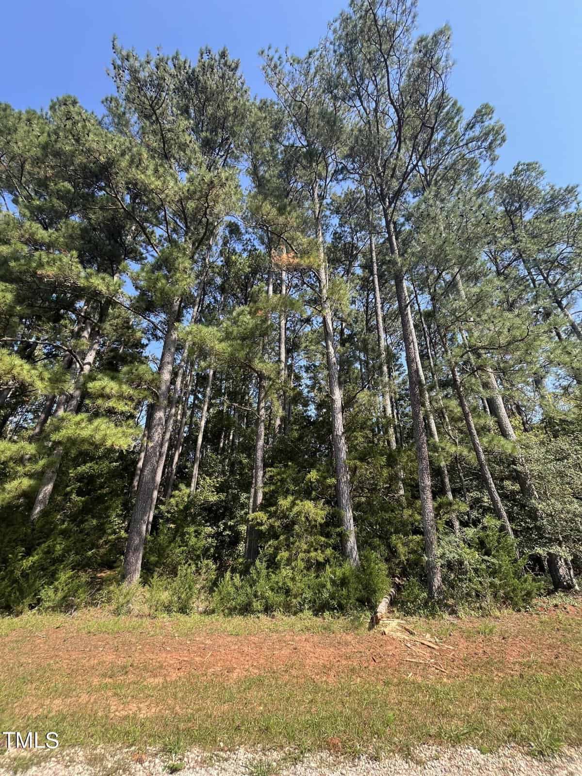 Tall pine trees with lush green foliage stand under a clear blue sky. The forest floor is lightly covered in grass and brown pine needles, creating a natural and serene woodland scene.