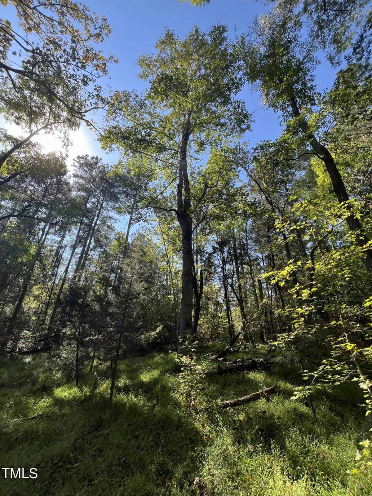 A lush forest scene with tall trees reaching up to a clear blue sky. Sunlight filters through the leaves, casting dappled shadows on the grass and scattered branches on the forest floor.