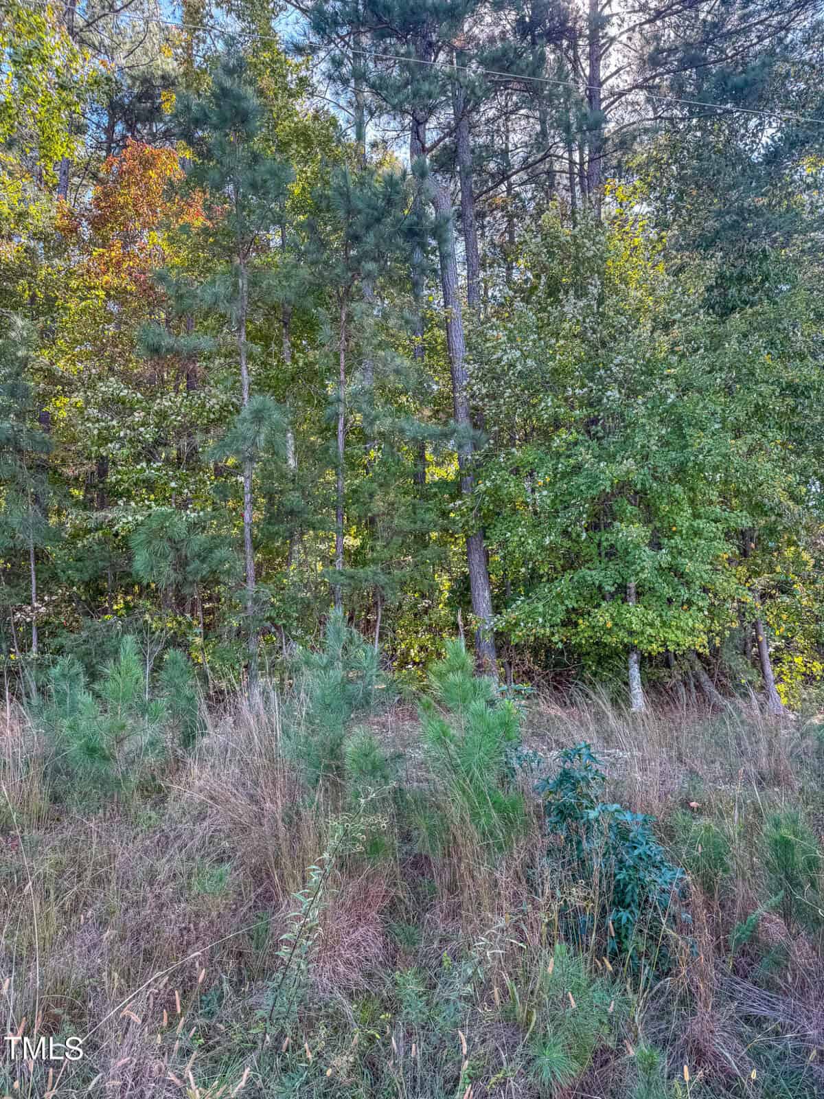 A forest scene with various trees and shrubs in a lush, green setting. Sunlight filters through the branches, highlighting the different shades of green. The ground is covered with grasses and low vegetation, creating a natural, serene atmosphere.