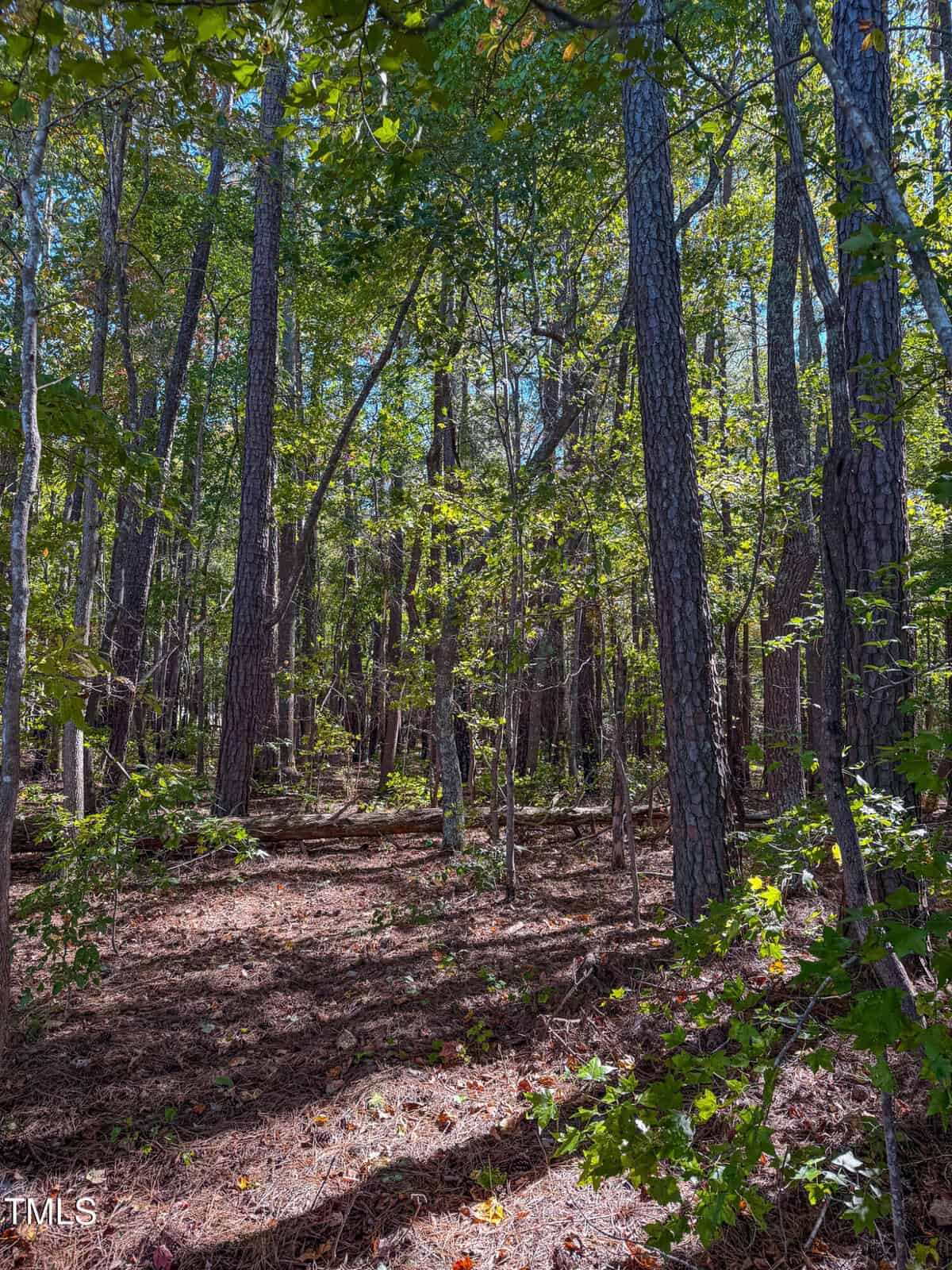 A forest scene near 1618 Sunset Road in Oxford features tall trees and dense undergrowth. Sunlight filters through the leaves, creating patches of light on the forest floor. The lush greenery evokes tranquility, while shadows of the trees stretch gracefully across the ground.