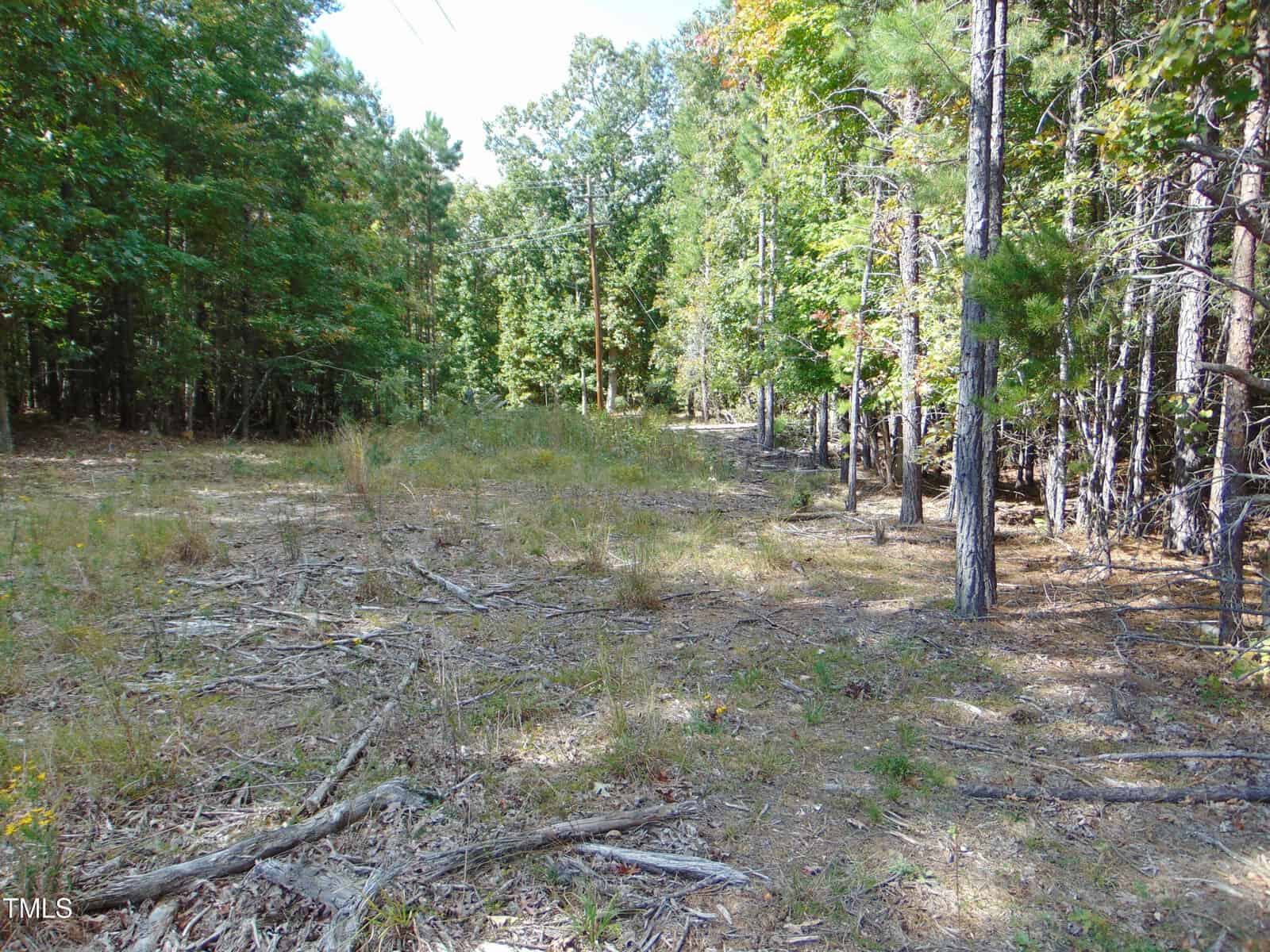 A clearing in a wooded area with trees on both sides. The ground is covered in dry grass and scattered branches. Sunlight filters through the trees, creating a peaceful, natural setting.