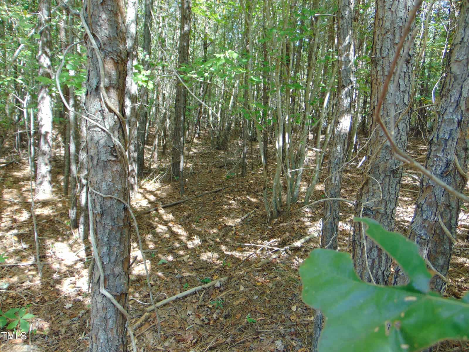 A dense forest with tall trees and scattered sunlight filtering through the leaves. The ground is covered with fallen leaves and branches, creating a natural carpet. Lush greenery is visible throughout the scene.