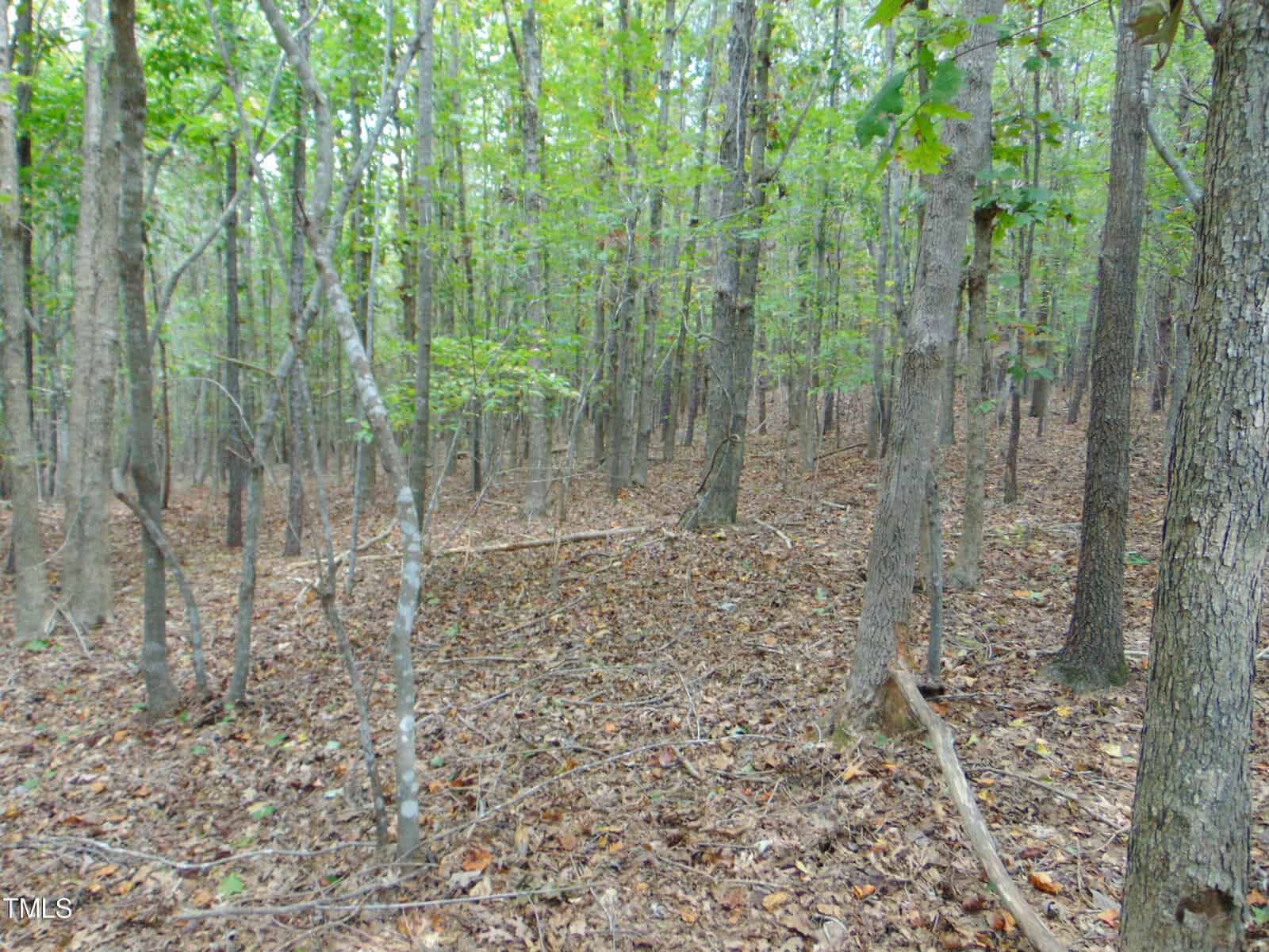 A dense forest with tall trees and a carpet of fallen leaves covering the ground. The scene is filled with various shades of green and brown, creating a serene and natural atmosphere.