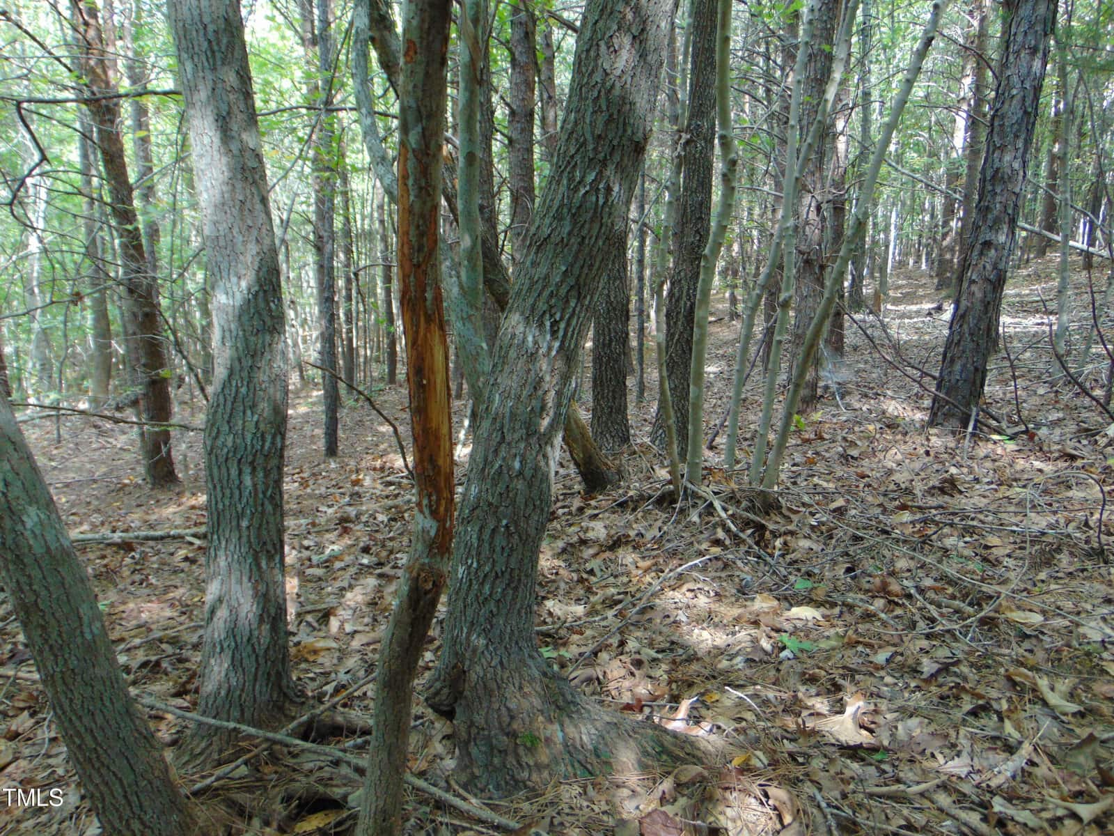 A wooded area with dense trees and an earthy forest floor covered in leaves. One tree trunk has a visible, vertical strip of bark missing, revealing lighter wood beneath. Sunlight filters through the leafy canopy above.