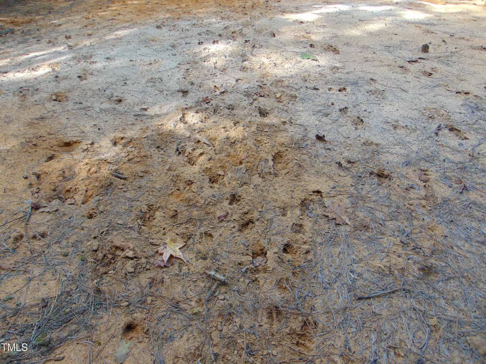 A patch of dry, sandy ground with scattered leaves and pine needles. Footprints and small indentations are visible, creating a textured surface. The area is unevenly lit with patches of sunlight and shadow.