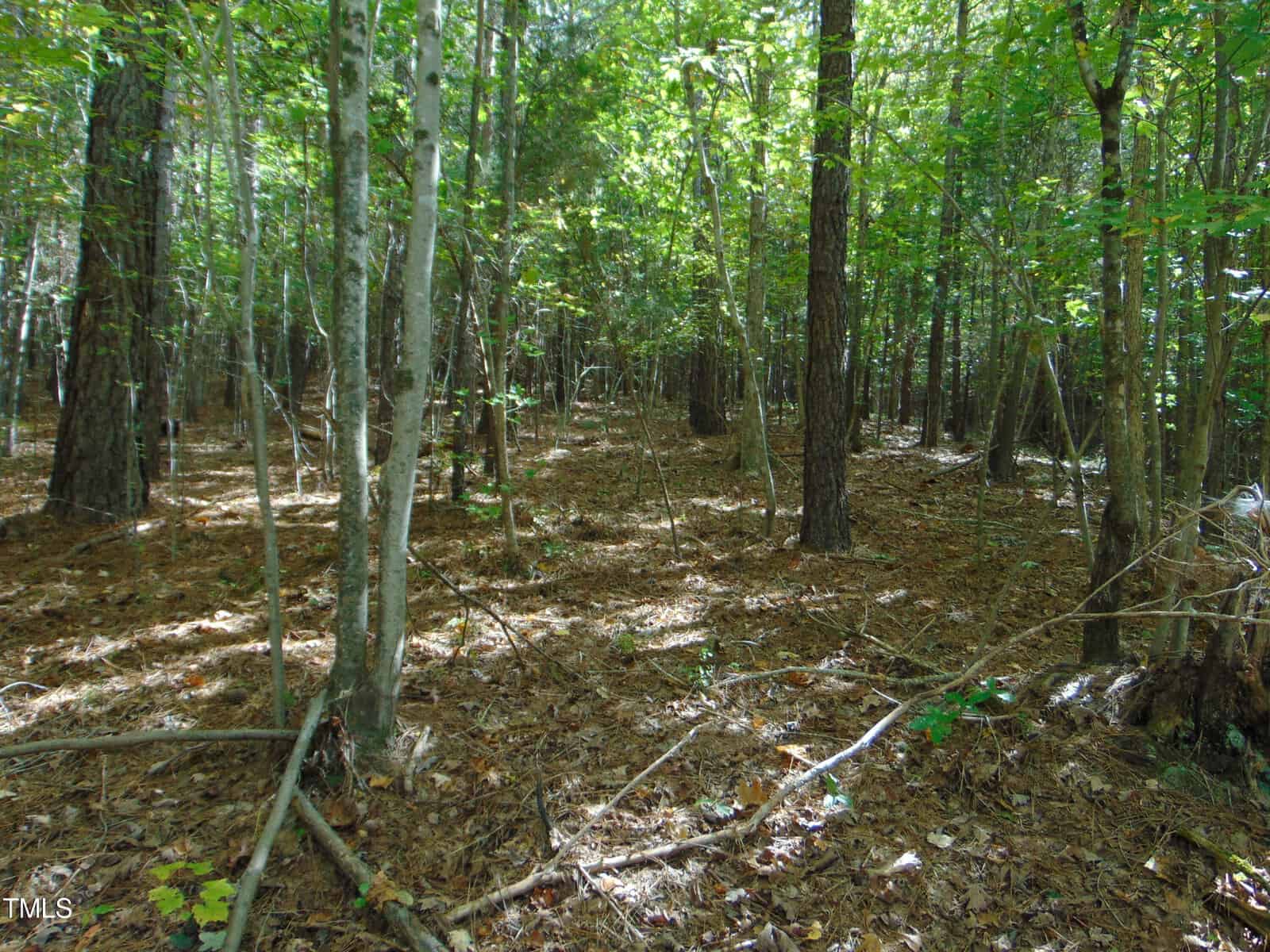 A dense forest scene with a variety of trees. Sunlight filters through the canopy, casting dappled shadows on the forest floor covered in fallen leaves and branches. The environment appears lush and tranquil.
