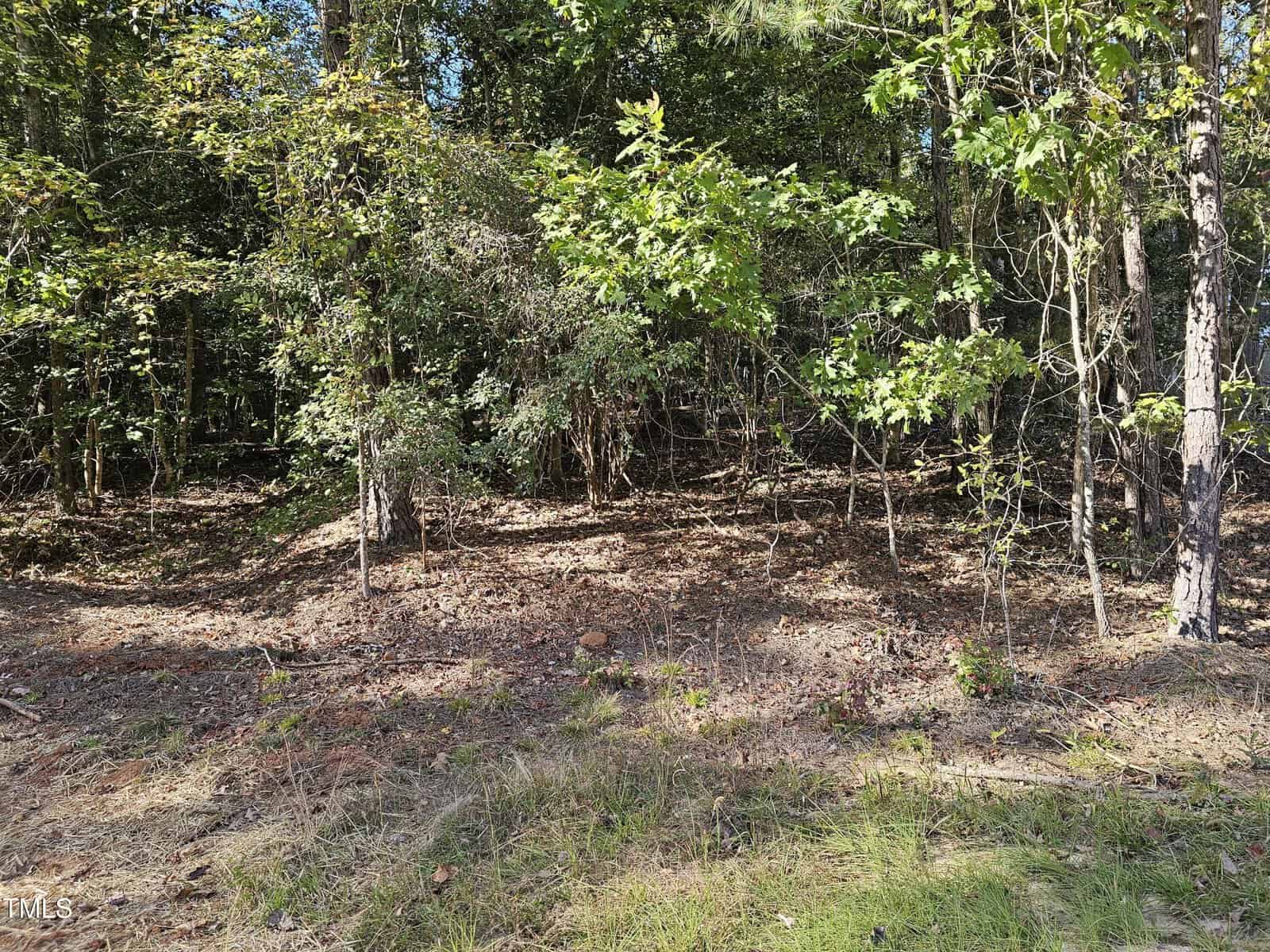 A forest edge with a mix of trees and dense underbrush. The ground is covered with dry leaves, pine needles, and some grass in the foreground. Sunlight filters through the foliage.