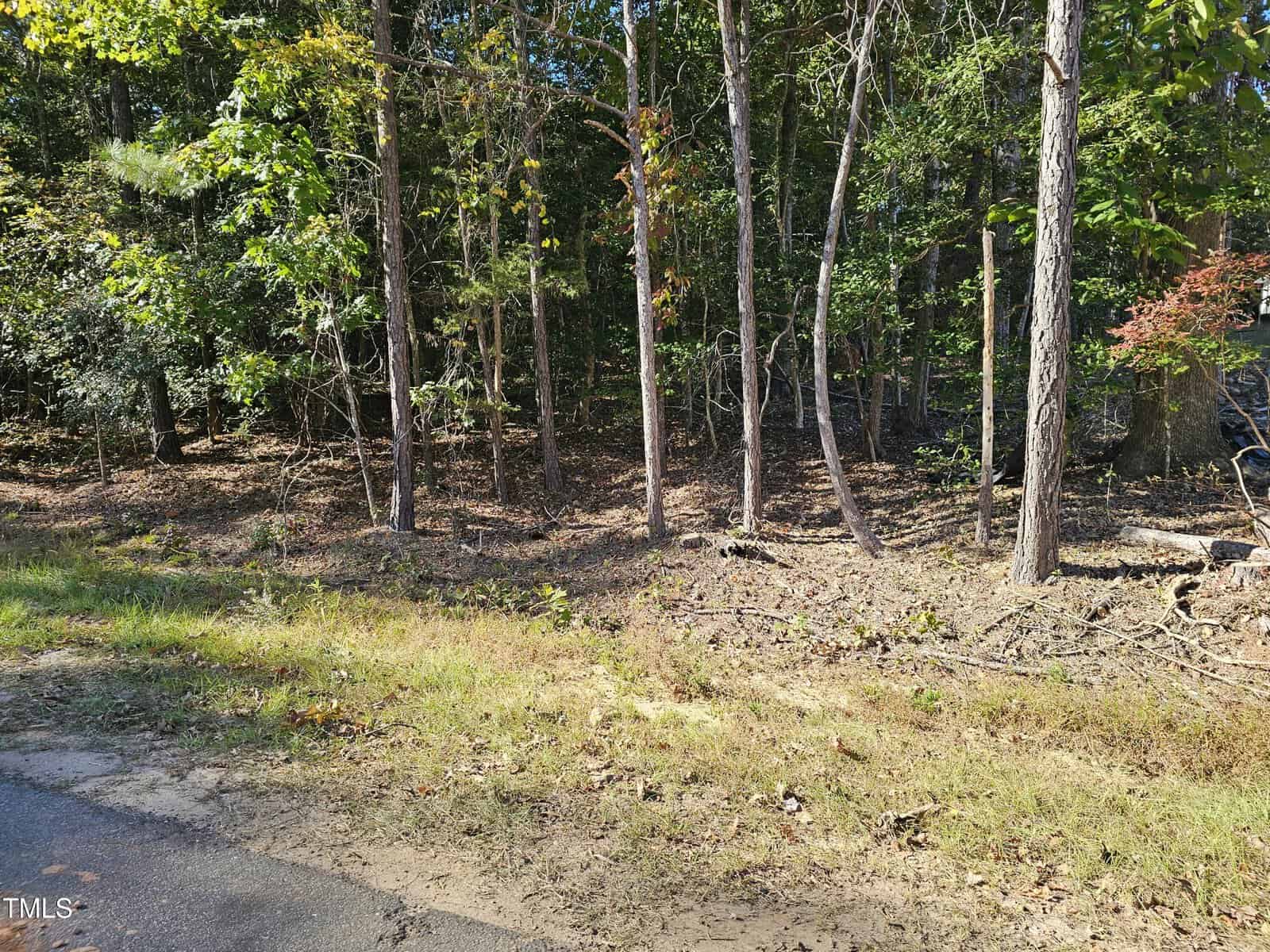 A view of a wooded area with several tall, thin trees and leafy undergrowth next to a patch of grass and an asphalt road in the foreground. Sunlight filters through the trees, casting shadows on the ground.