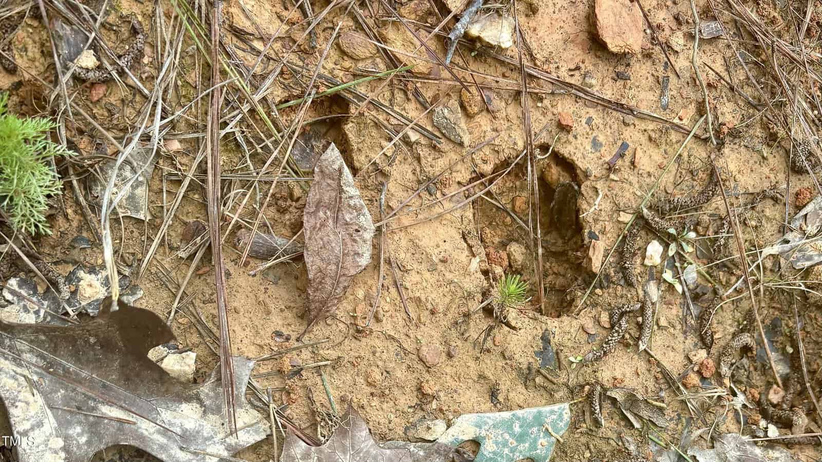 A close-up of a forest floor shows dry soil with small holes, scattered twigs, brown leaves, and tiny green plants emerging through the ground.