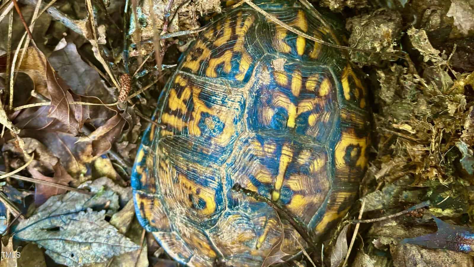 A turtle with a colorful, intricate shell pattern featuring yellow and blue markings is nestled among dry leaves and twigs on the forest floor. The shell displays a mosaic-like design, contrasting with the earthy surroundings.