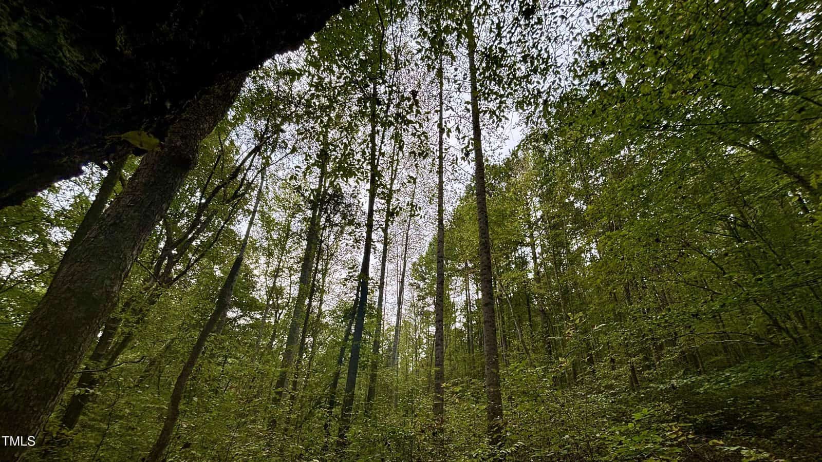 Tall trees reach towards the sky in a dense forest. The branches and leaves form a thick, green canopy, with light filtering through. The ground is covered with undergrowth. The scene conveys a sense of tranquility and natural beauty.