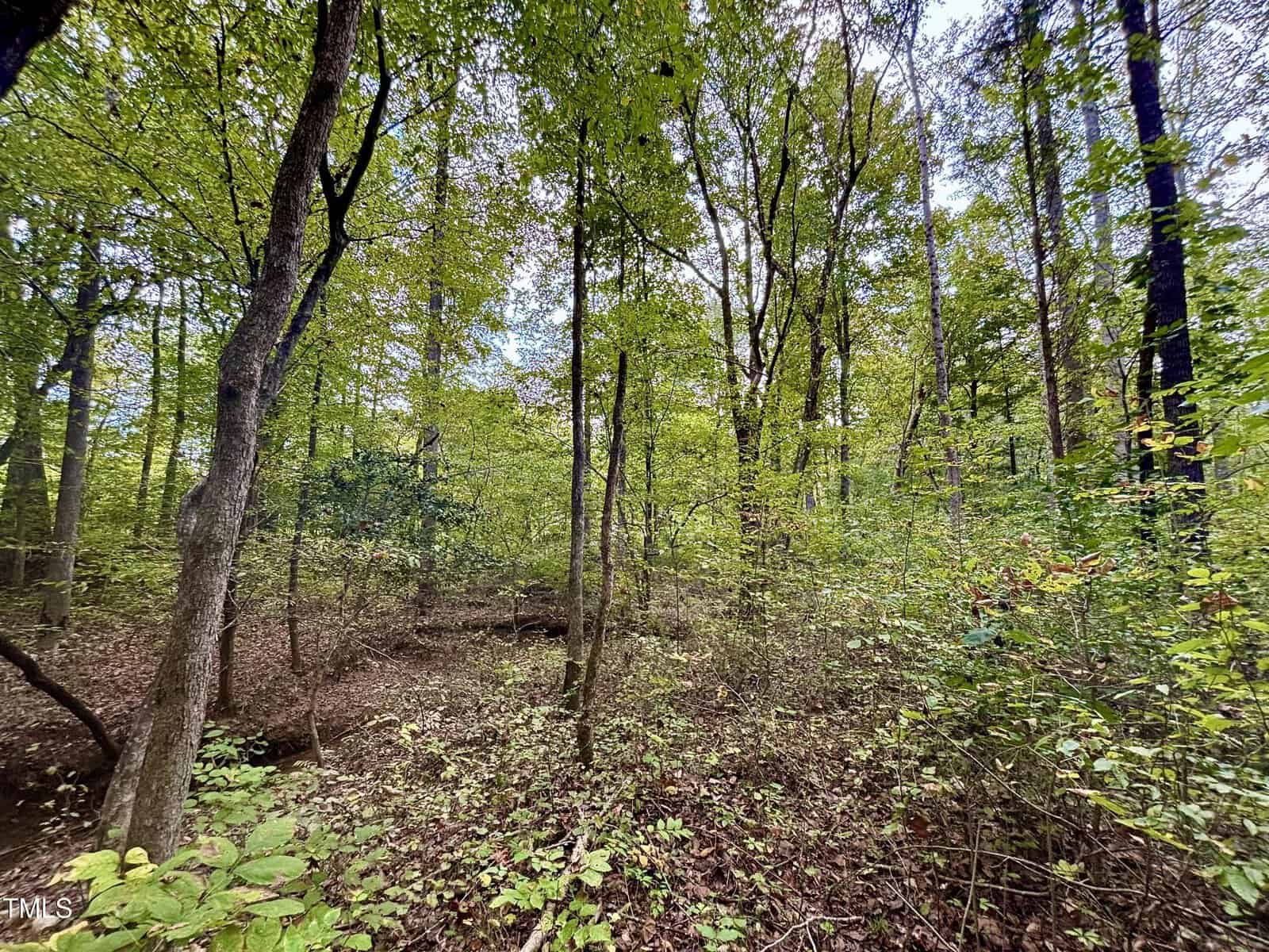 A lush, green forest with tall trees and dense undergrowth, under a cloudy sky. The ground is covered with fallen leaves and foliage, creating a natural, serene atmosphere.