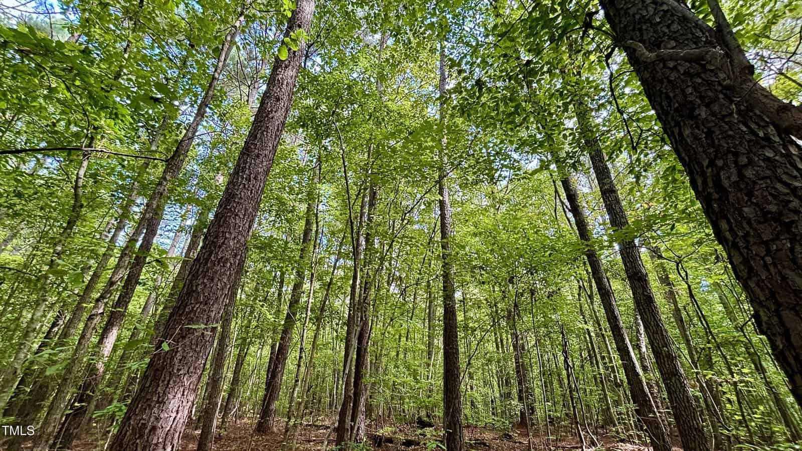 A lush forest scene with tall, slender trees reaching upwards. Sunlight filters through the vibrant green canopy, casting dappled shadows on the forest floor. The undergrowth is sparse, and the atmosphere is serene and peaceful.