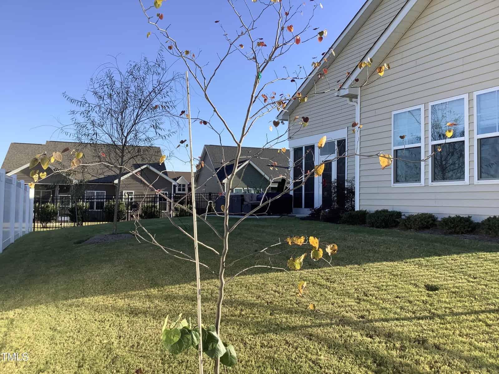 A small tree with sparse autumn leaves stands in a grassy backyard. The yard has neatly trimmed grass, a white fence on the left, and light-colored houses with gabled roofs and windows in the background.