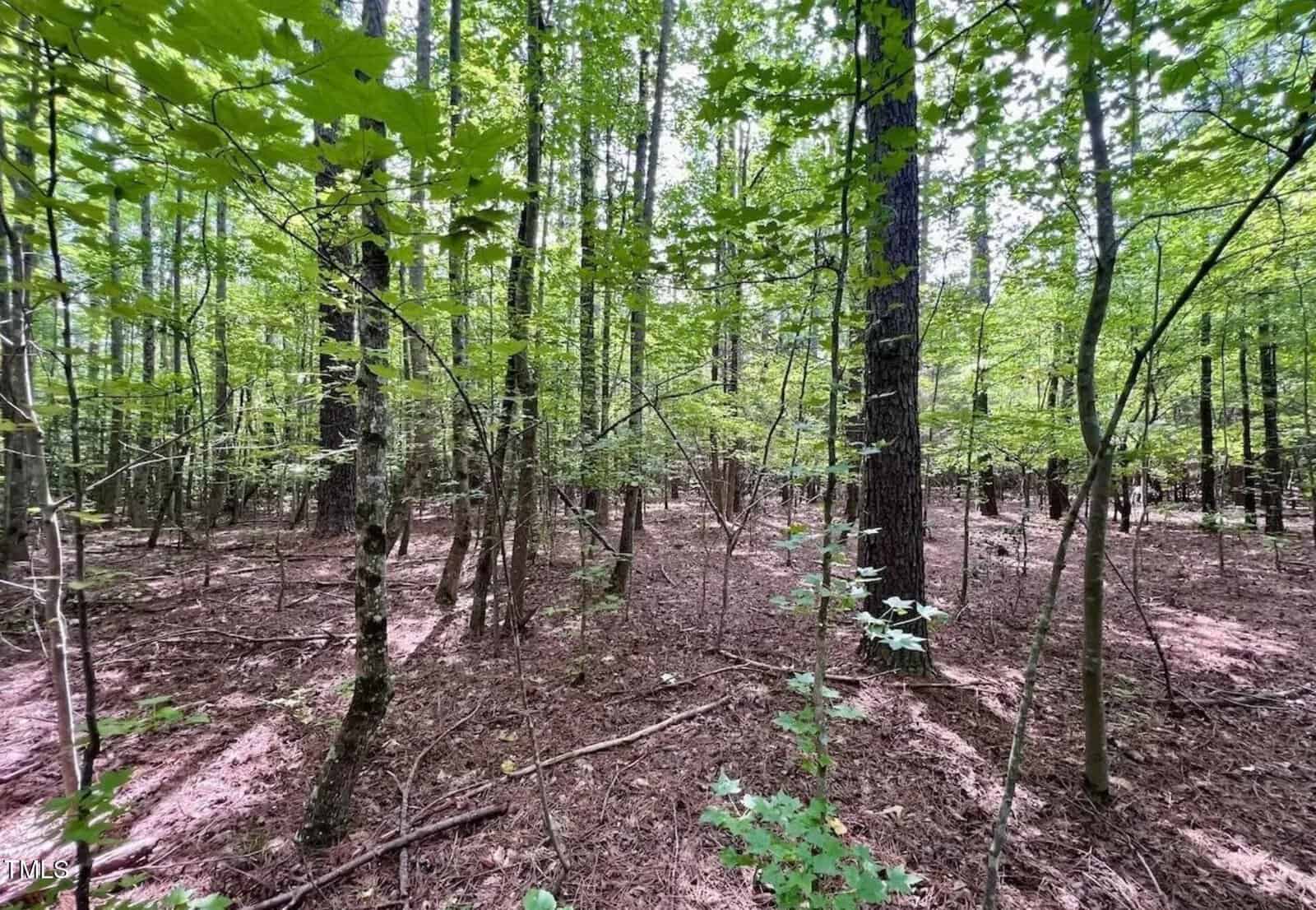 Sunlight filters through green leaves in a dense forest with tall trees, sparse undergrowth, and a forest floor covered in brown pine needles and small plants.