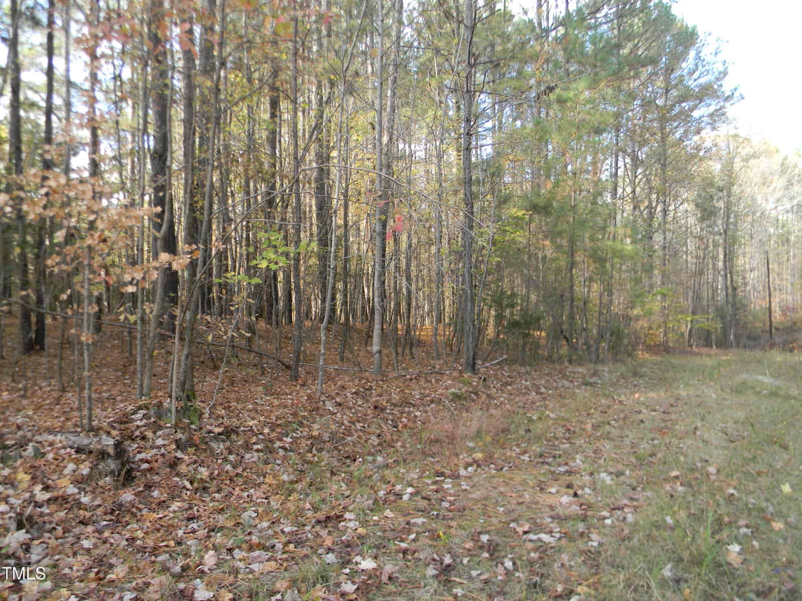 A forest scene with trees bearing autumn foliage and a ground covered in fallen leaves near Lot 9 Old Country Home Road. A grassy path curves along the right side, leading into the woods. Sunlight filters softly through the trees, creating a serene escape in Henderson's countryside.