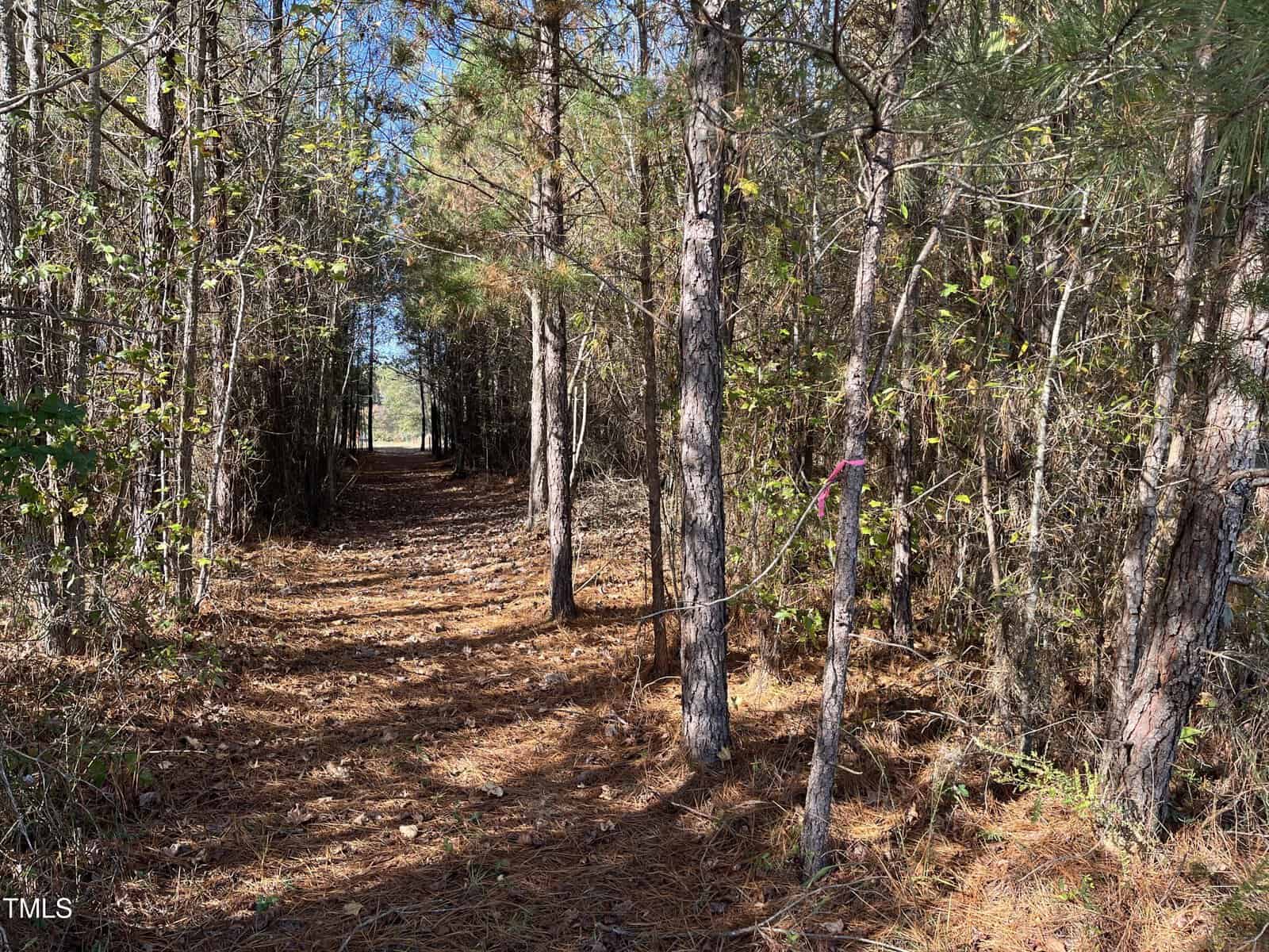 A dirt path covered in pine needles winds through a forest of thin pine trees. Sunlight filters through the branches. A pink ribbon is tied to a tree on the right side of the path.
